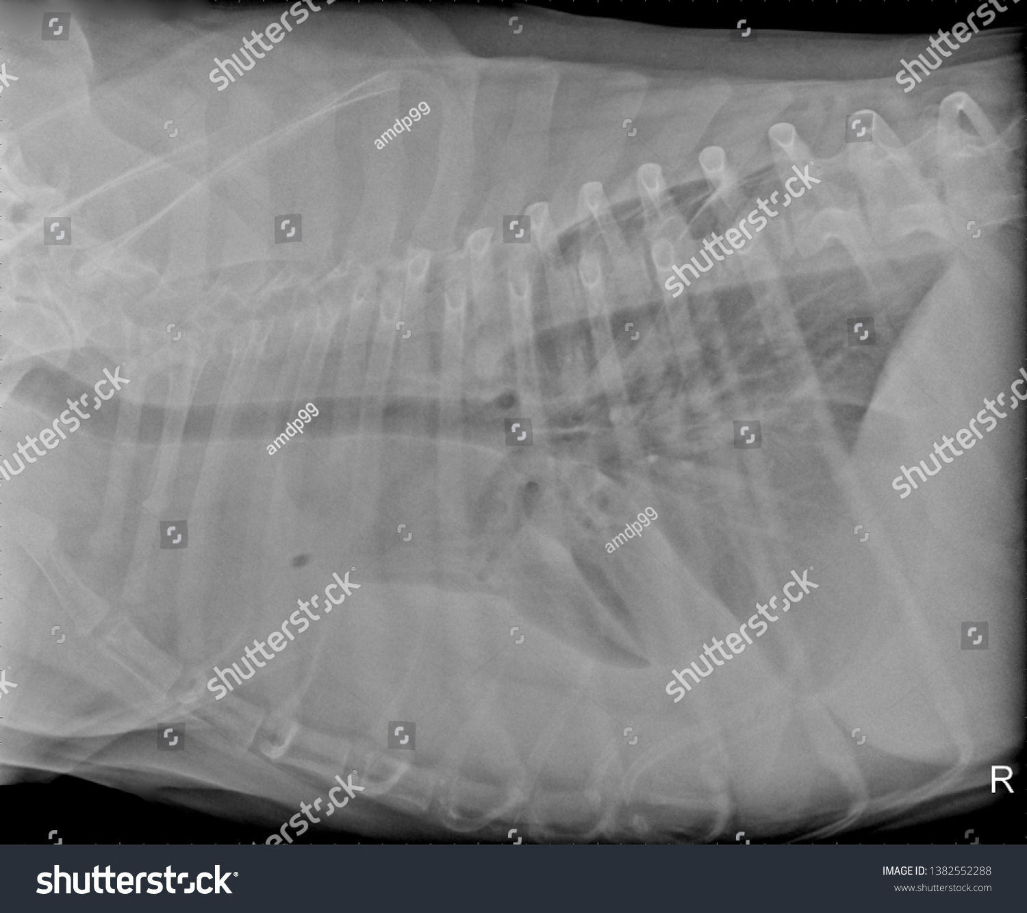 Lateral Xray Radiograph Chest Thorax Dog Stock Photo 1382552288 ...