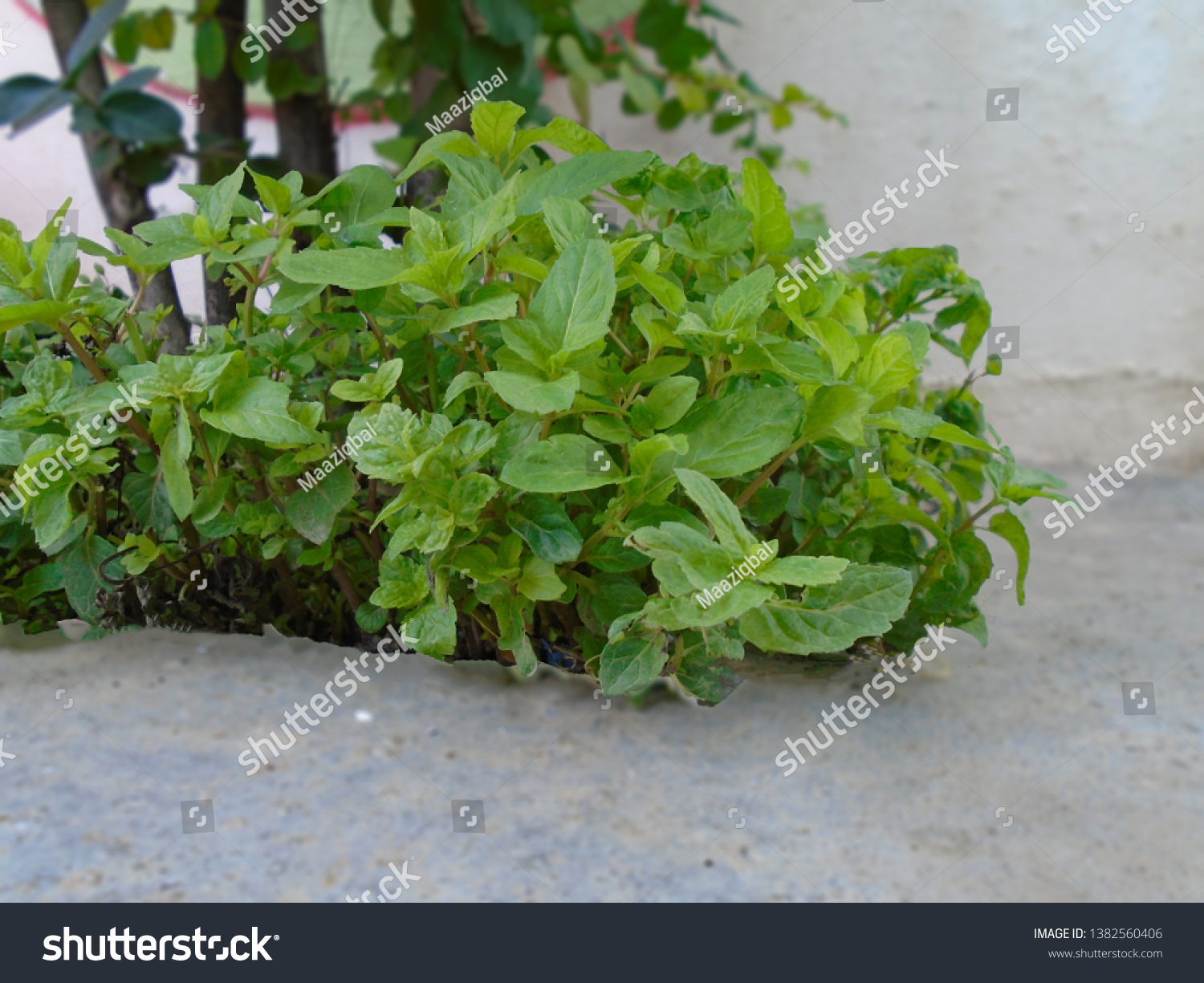 Most Beautiful Mentha Plant Wallpaper Stock Photo 1382560406 | Shutterstock