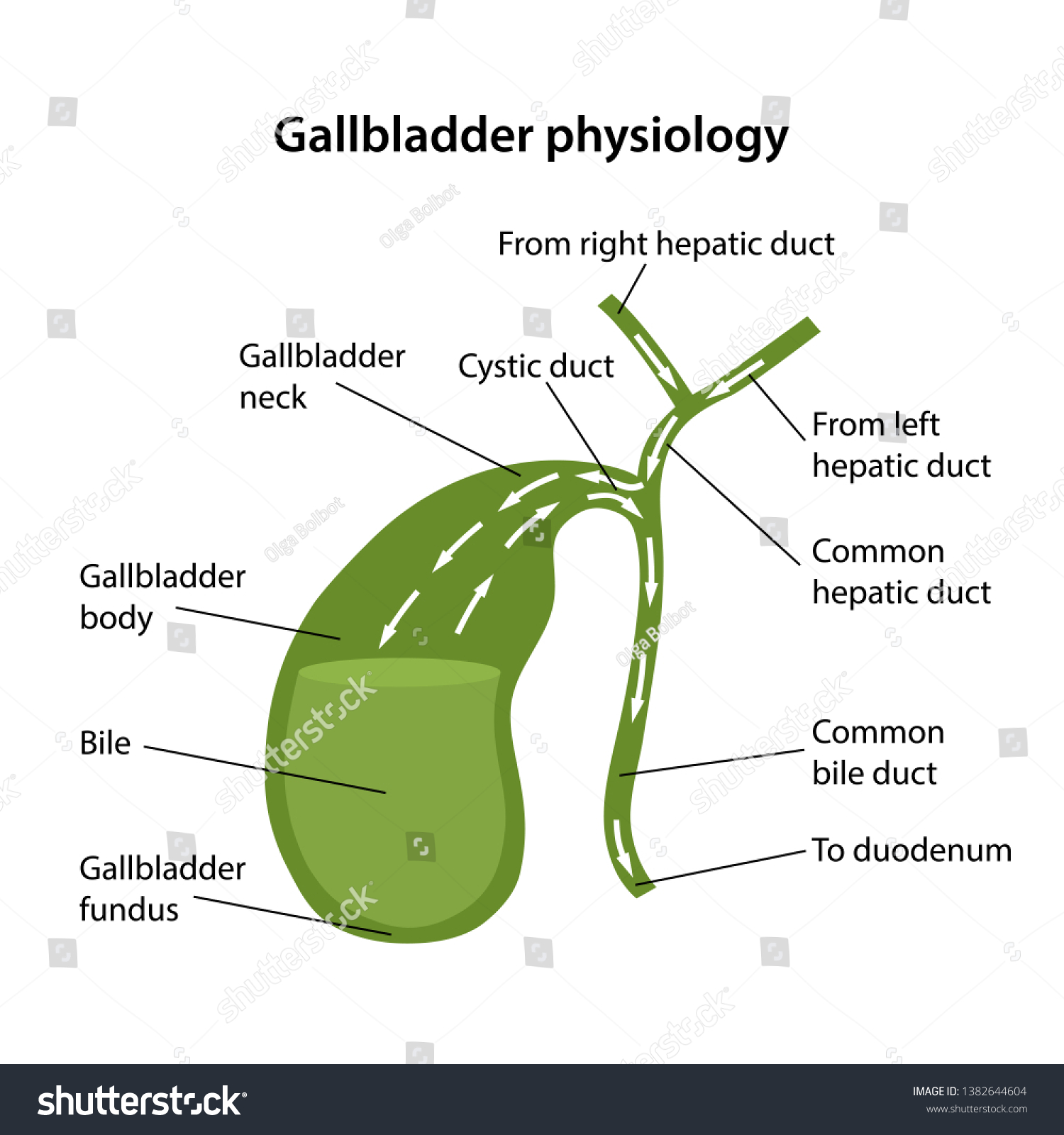 Gallbladder раскраска