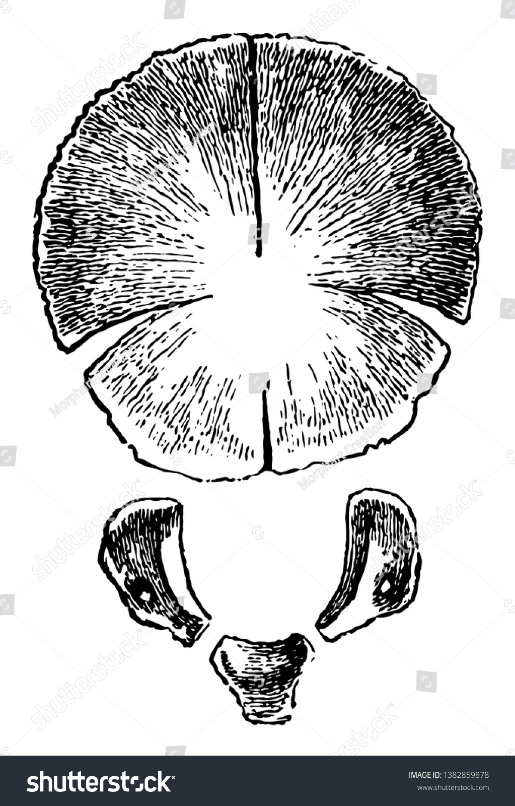 This Illustration Represents Occipital Bone Birth Stock Vector Royalty Free 1382859878 0090