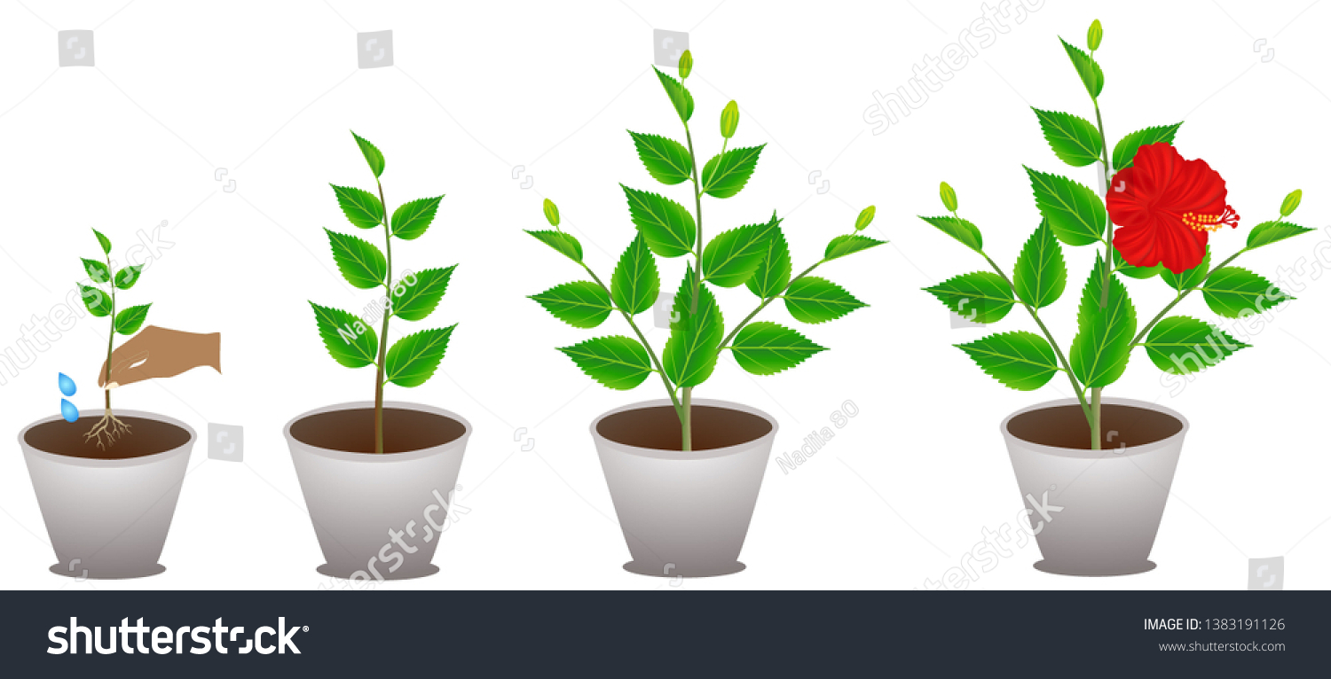 Cycle Growth Houseplant Hibiscus On White Stock Vector (Royalty Free ...