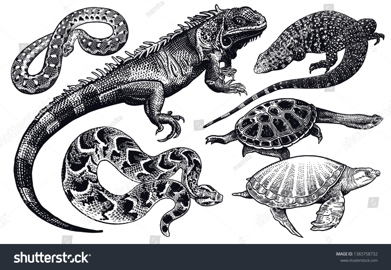 Lizards Snakes Turtles Set Isolated Black Stock Vector (Royalty Free ...