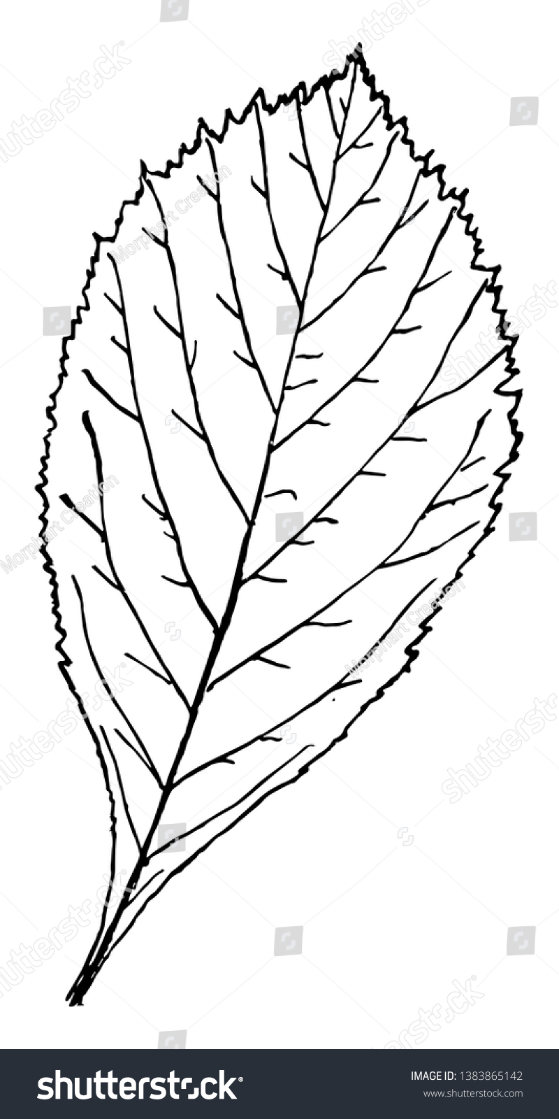 Picture Egg Shaped Leaf Having Even Stock Vector (Royalty Free ...