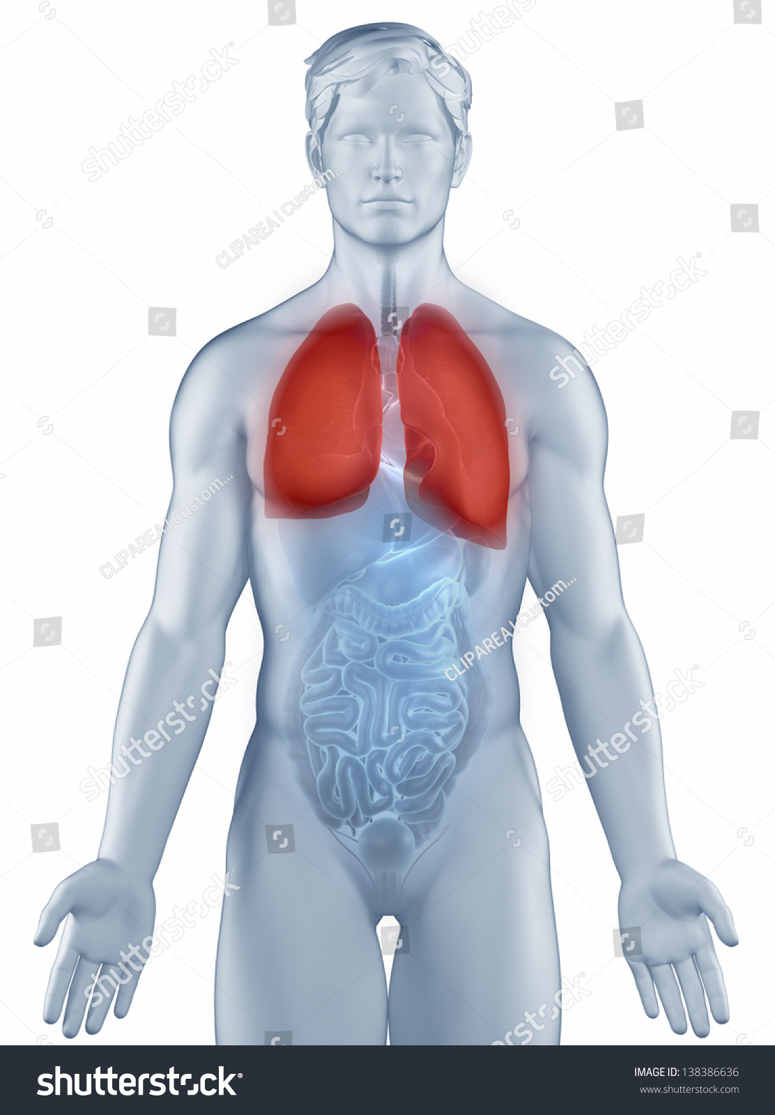 Lungs Position Anatomy Man Isolated Stock Illustration Shutterstock