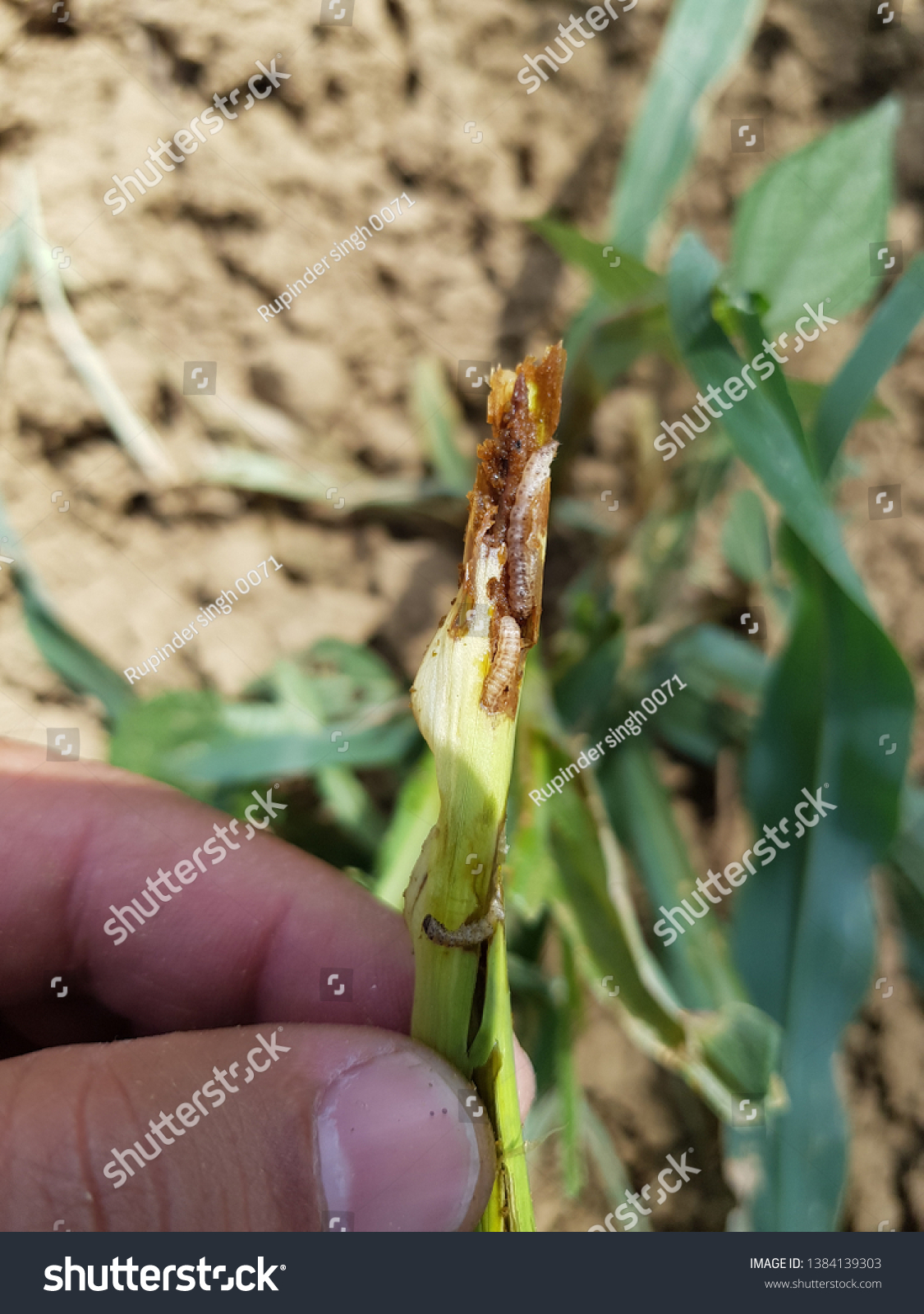 Infestation Spotted Stem Borer Chilo Partellus Stock Photo 1384139303 ...