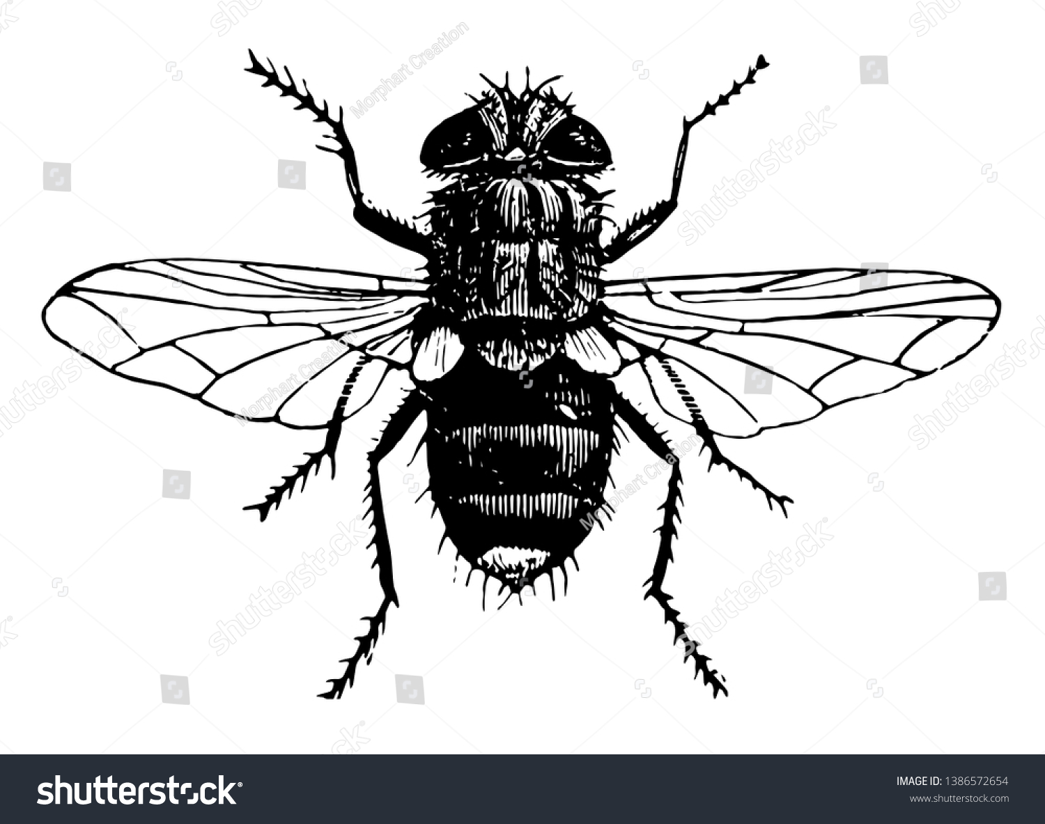 Yellow Tailed Tachina Fly Insect Tachinidae Stock Vector (Royalty Free ...