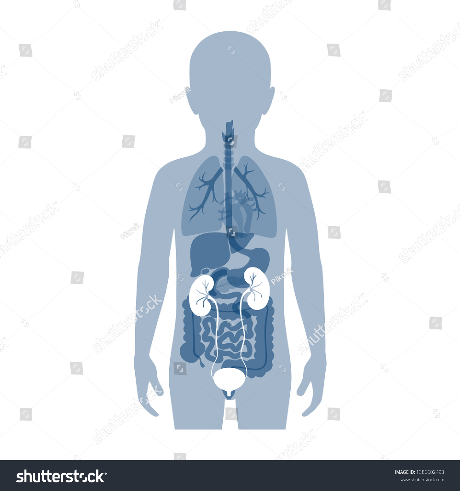 Vector Isolated Illustration Kidney Anatomy Boy Stock Vector (Royalty ...