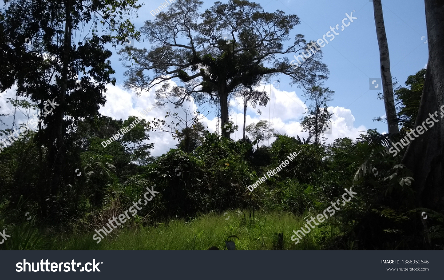 heart of the amazon rainforest