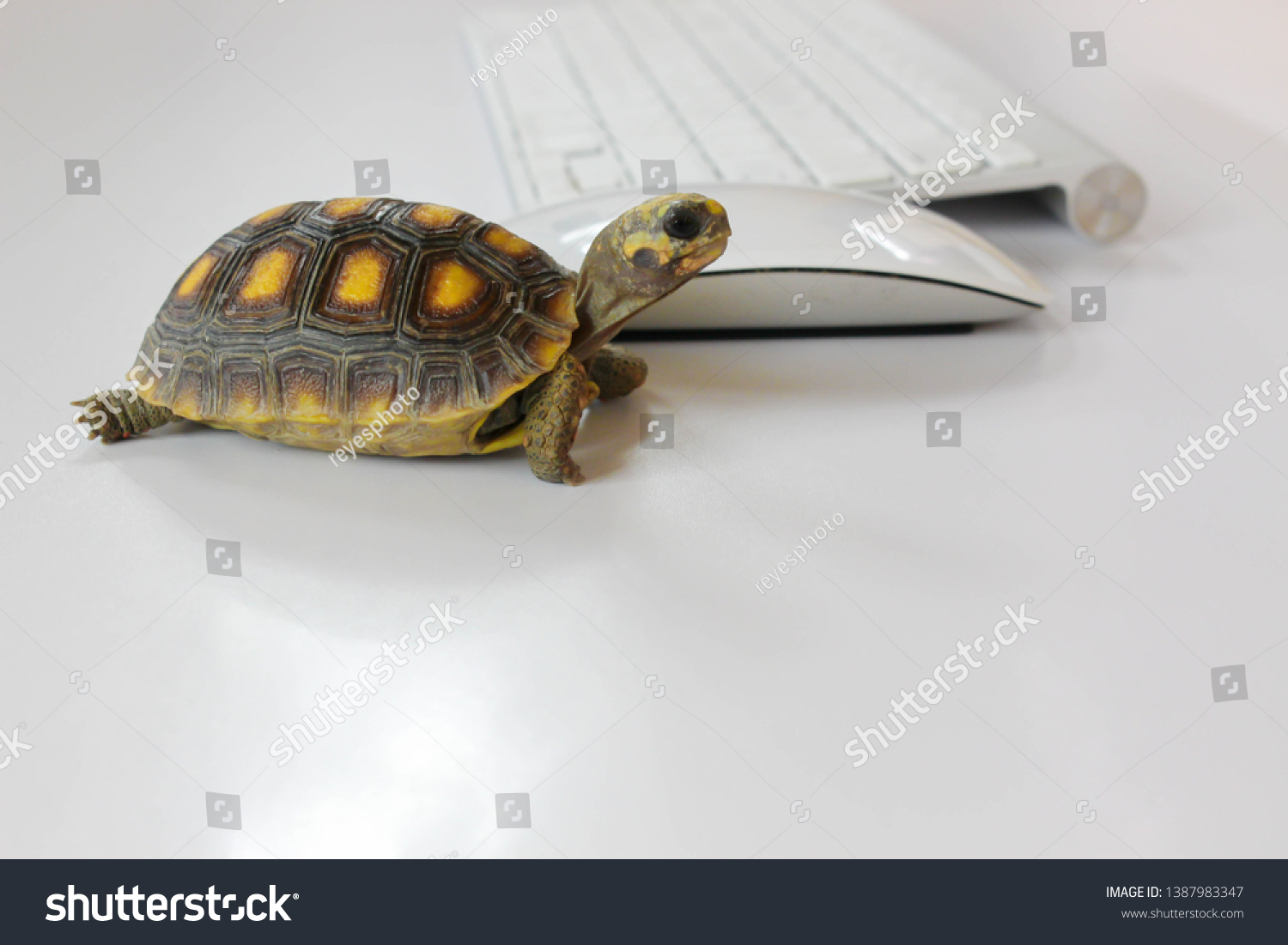 Клавиатура черепахи