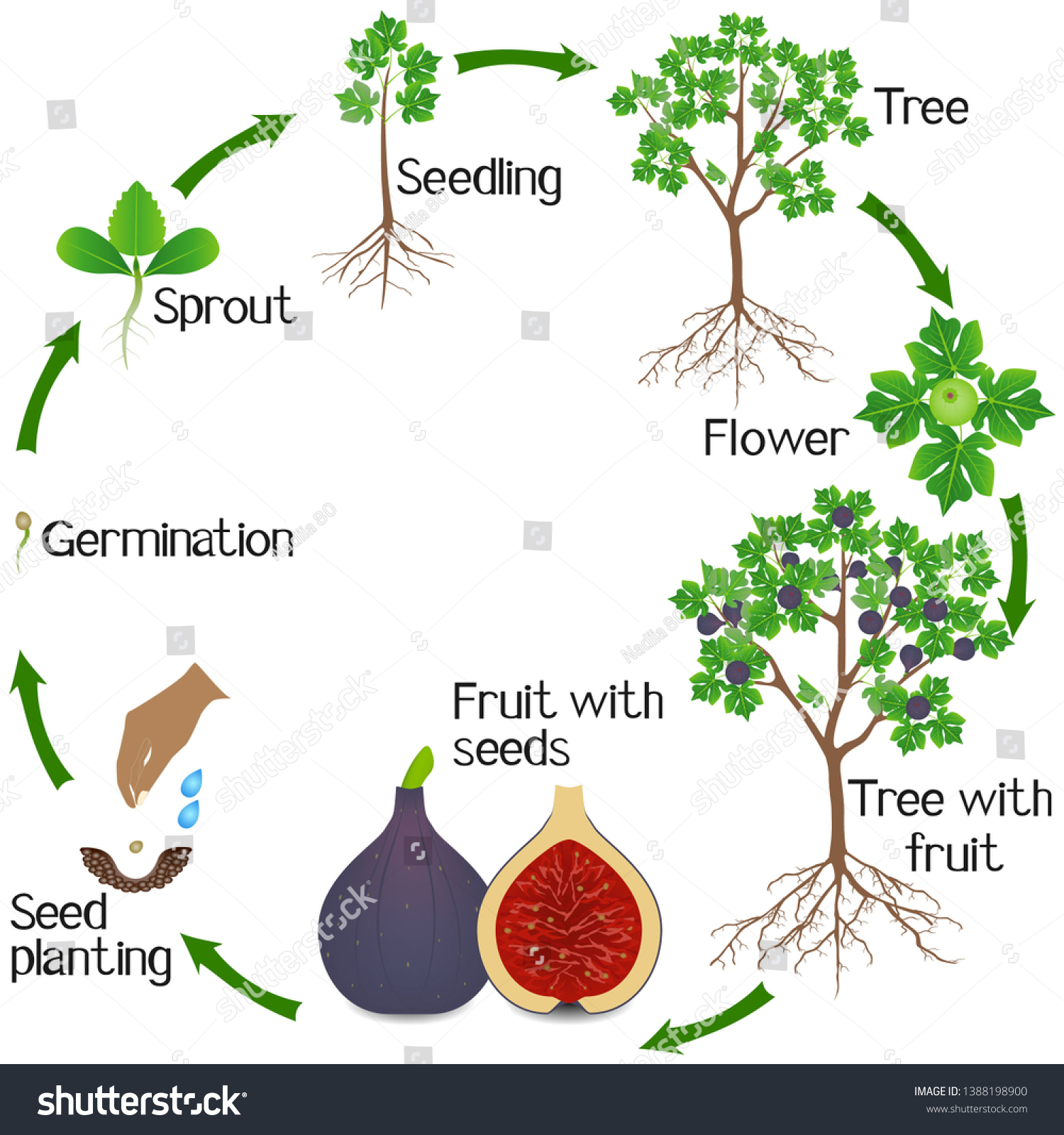 Growth Cycle Fig Tree On White Stock Vector (royalty Free) 1388198900 