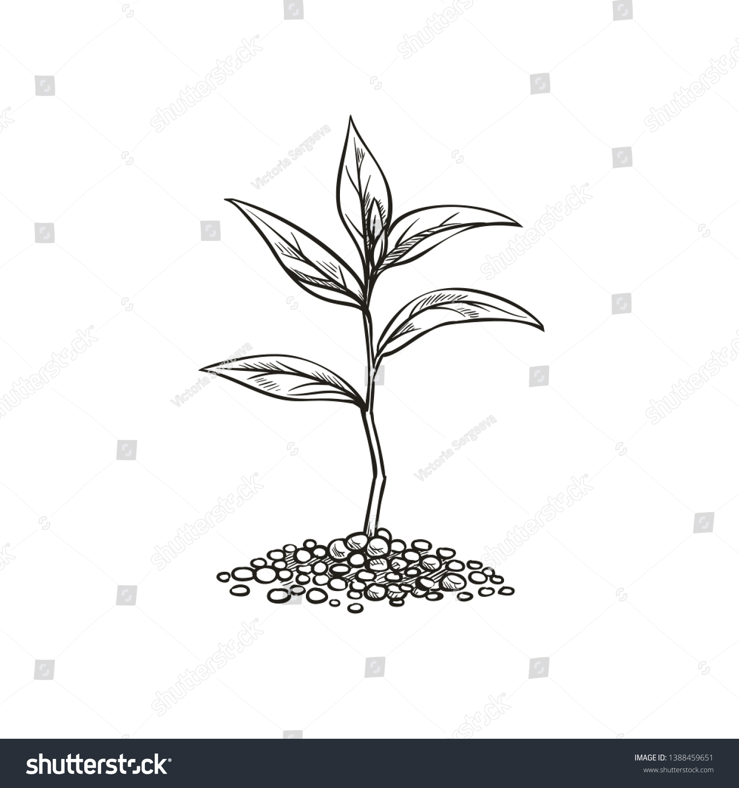 sapling drawing