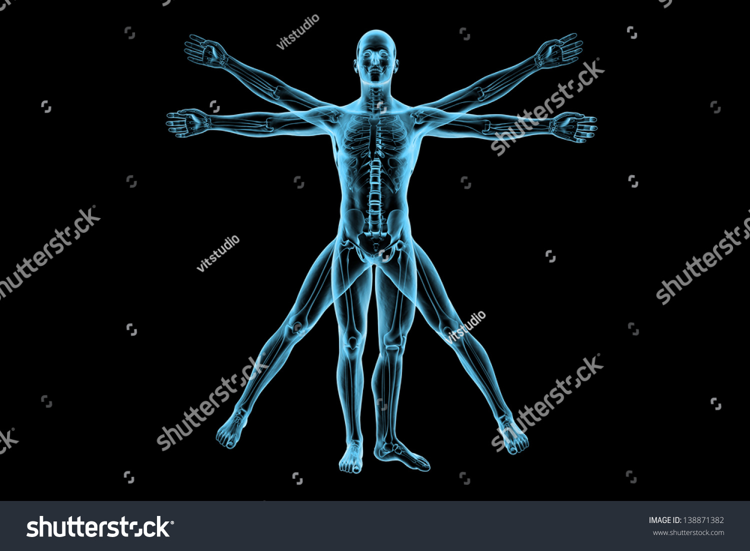 Vitruvian Man Skeleton Study Stock Illustration 138871382 | Shutterstock