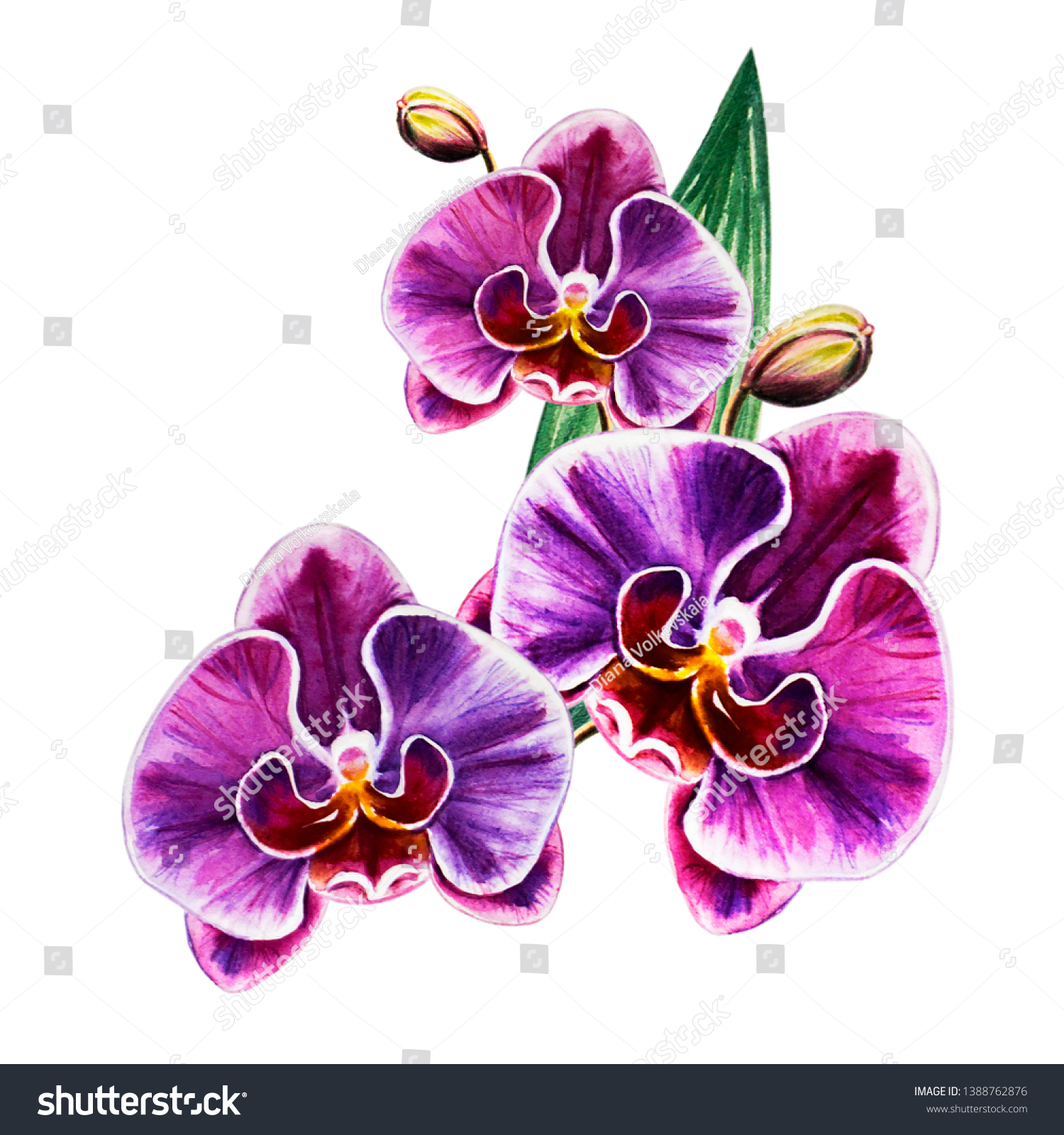 watercolor purple orchids