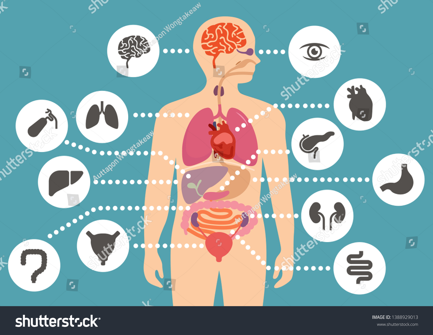 8,135 Human body ray intestines Images, Stock Photos & Vectors ...