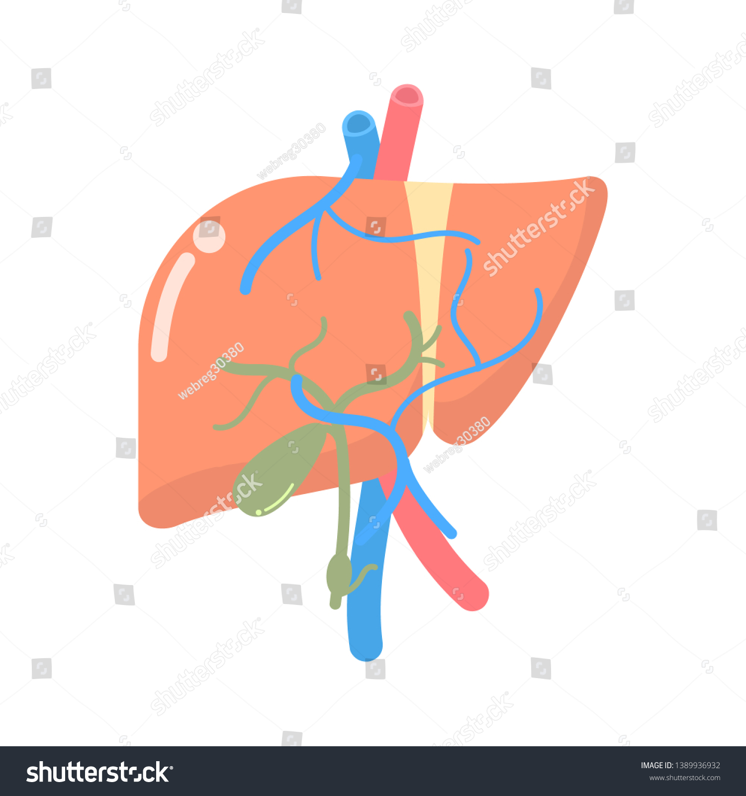 Liver Internal Organs Anatomy Body Part Stock Vector Royalty Free 1389936932 Shutterstock