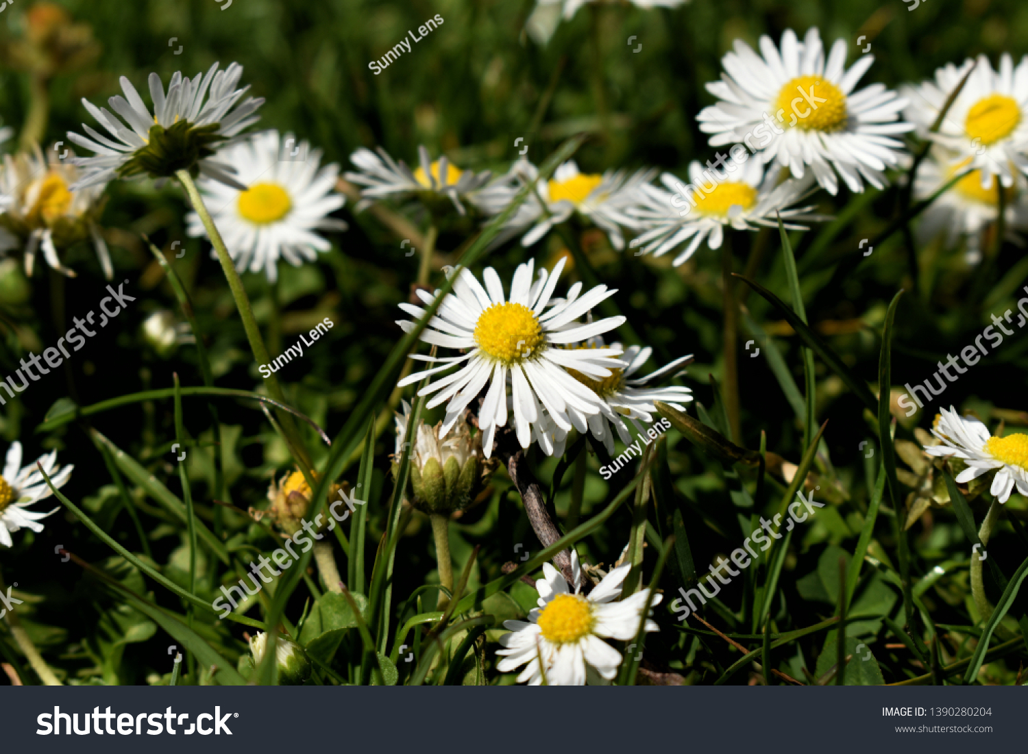 English Daisy Lawn Daisy Stock Photo 1390280204 | Shutterstock