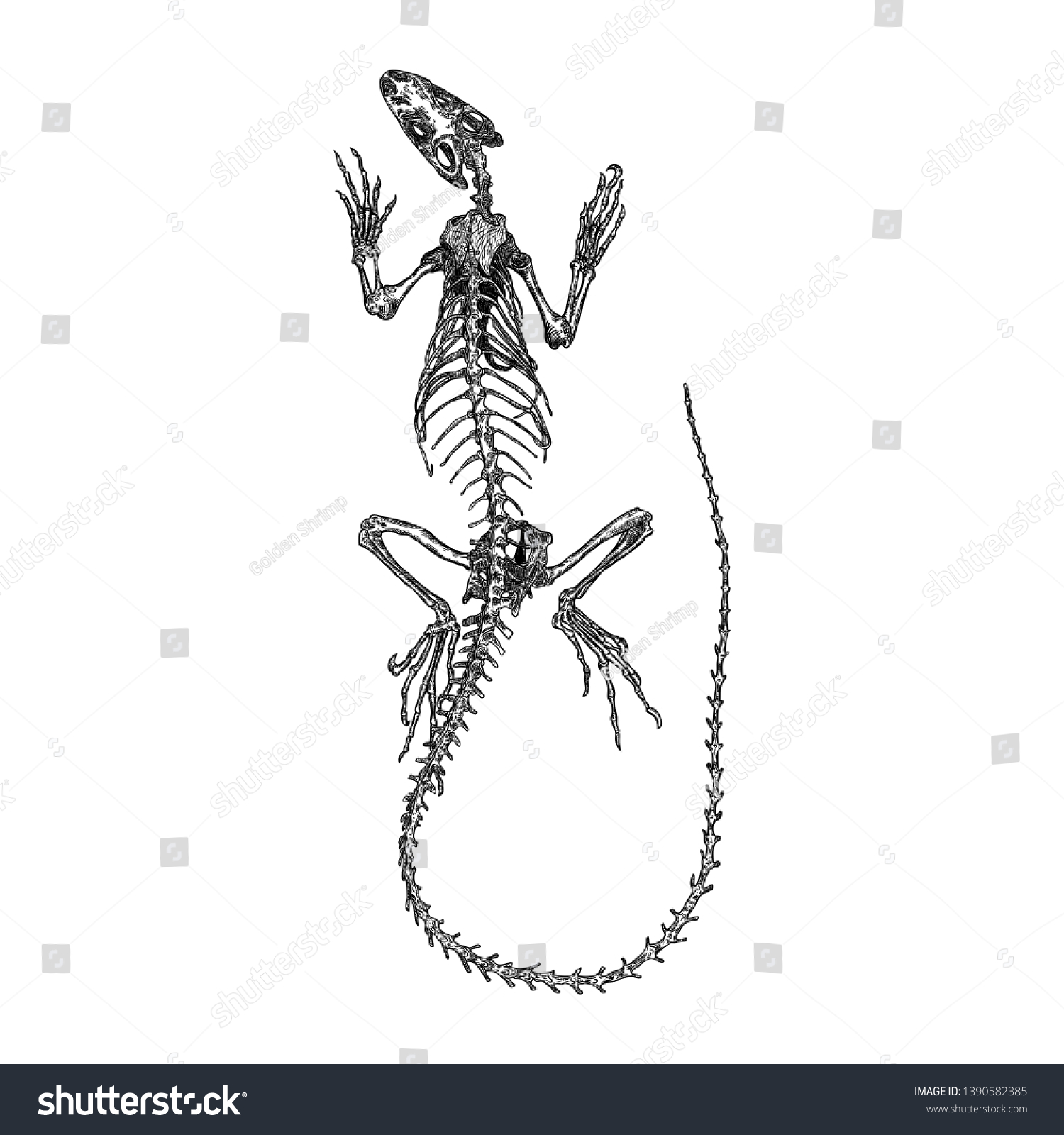 Скелет ящерки