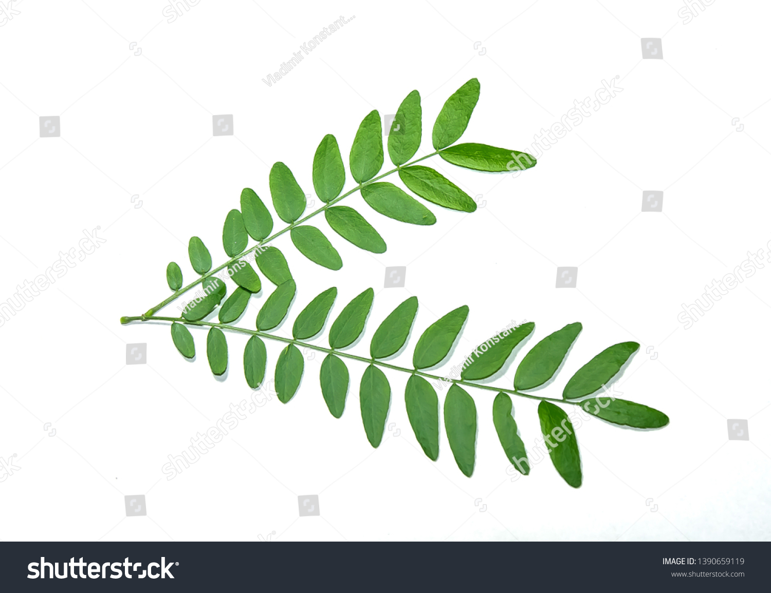 Acacia Tree Leaves On White Background Stock Photo 1390659119 ...