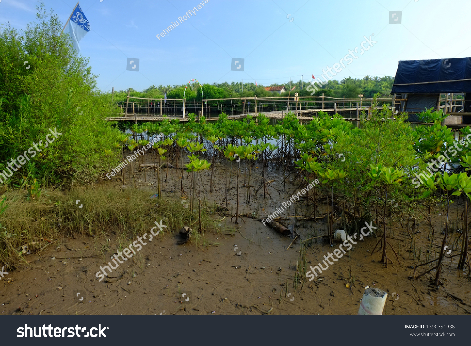 Seeding Mangrove Area Eco Tourism Beach Stock Photo 1390751936