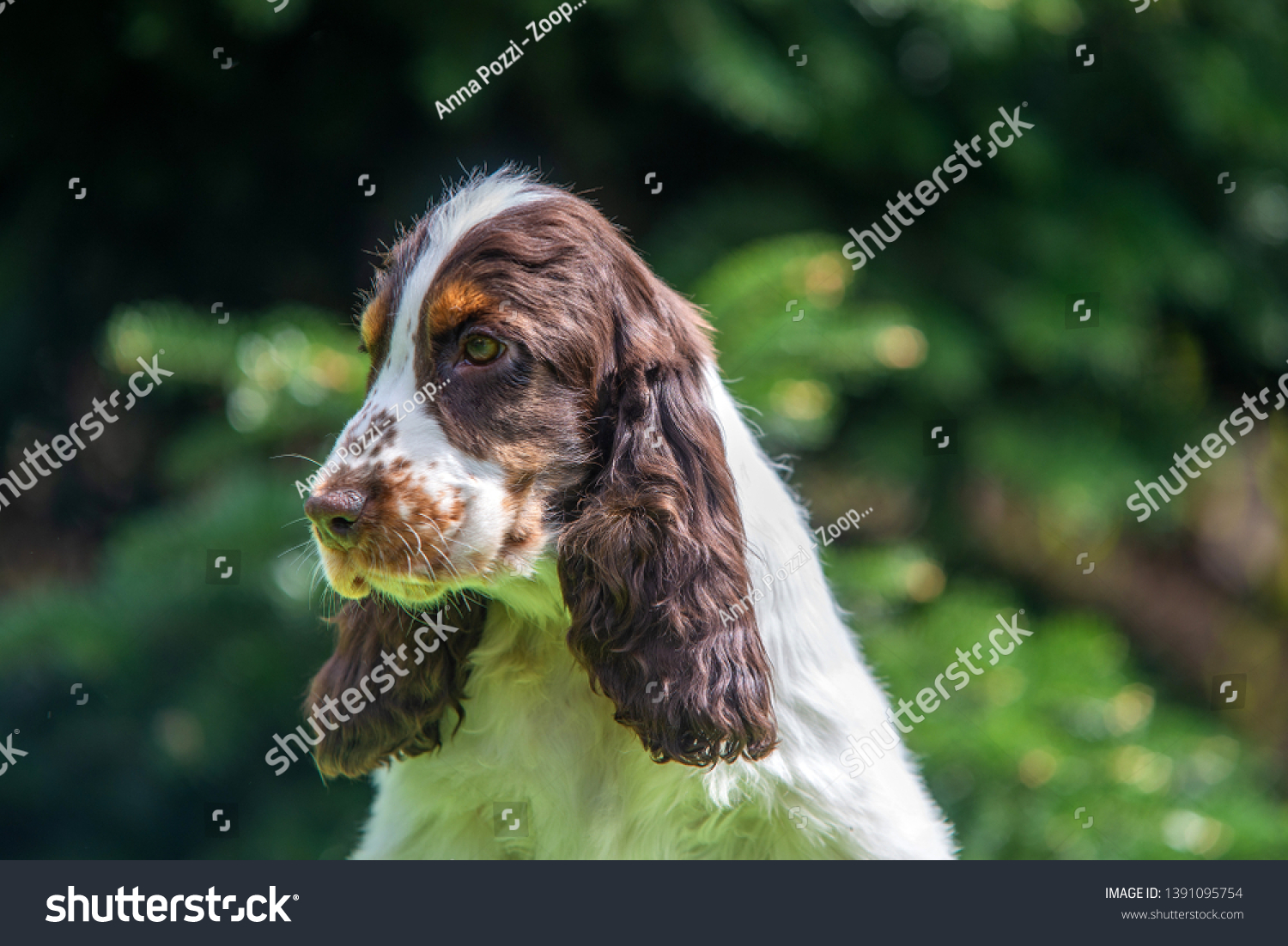 tri colour spaniel