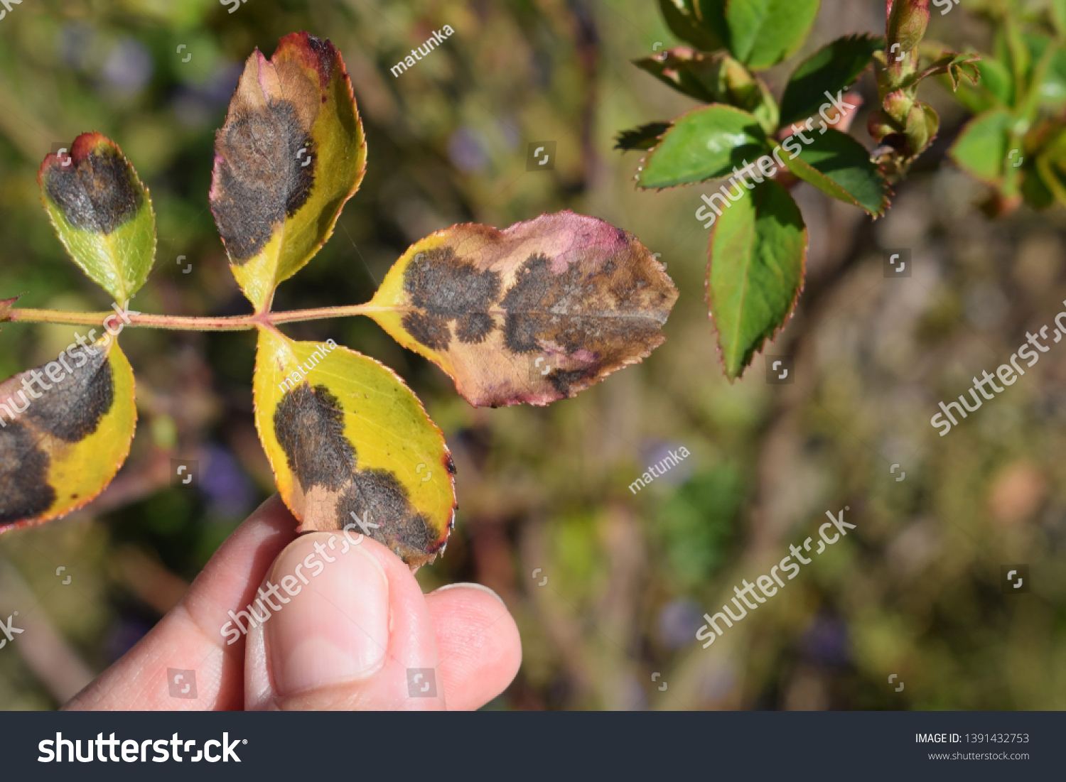 fungal-disease-black-spot-rose-caused-stock-photo-1391432753-shutterstock