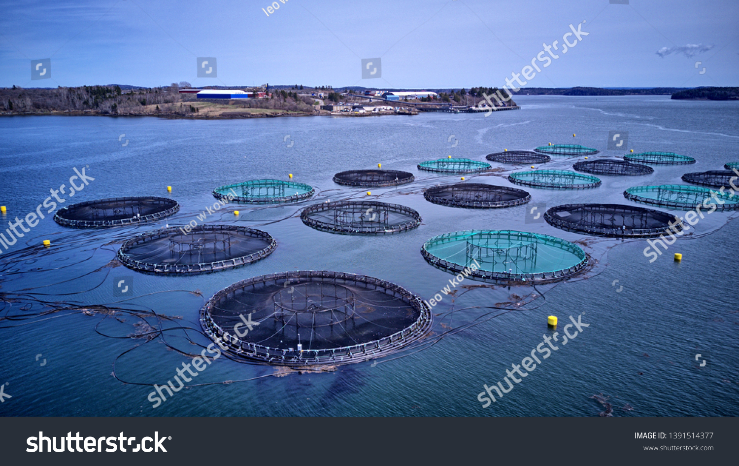 Atlantic Salmon Aquaculture Cage Site Stock Photo 1391514377 | Shutterstock