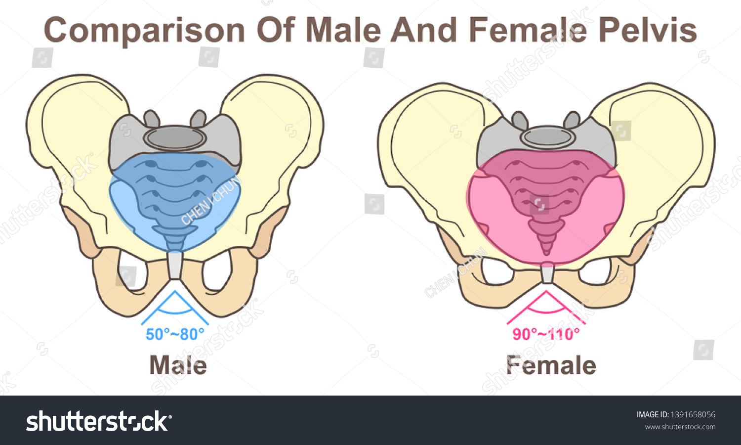 Comparison Male Female Pelvis Stock Illustration 1391658056 | Shutterstock