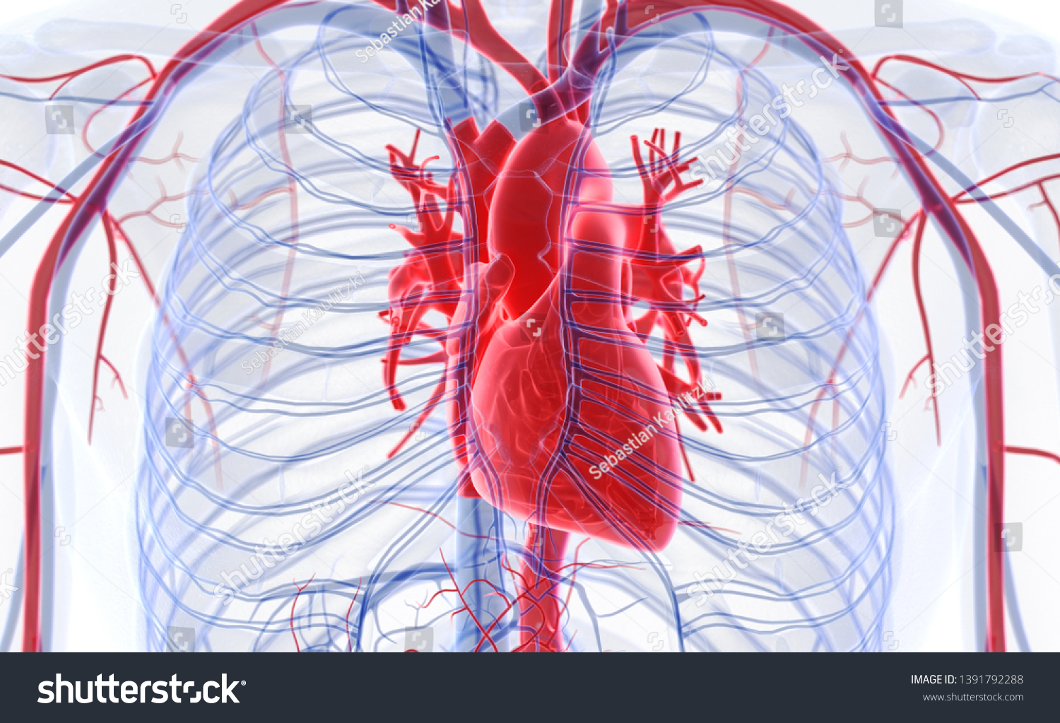 血液循環系の人間の心臓 3dイラスト のイラスト素材 Shutterstock