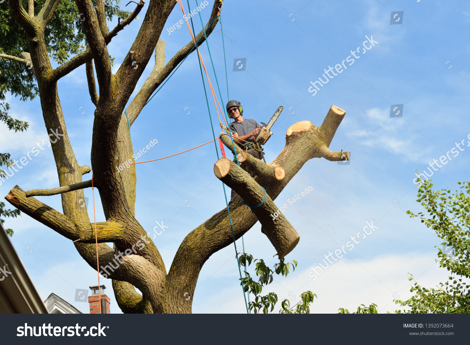 Big Log Coming Down Tree Removal Stock Photo 1392073664 | Shutterstock