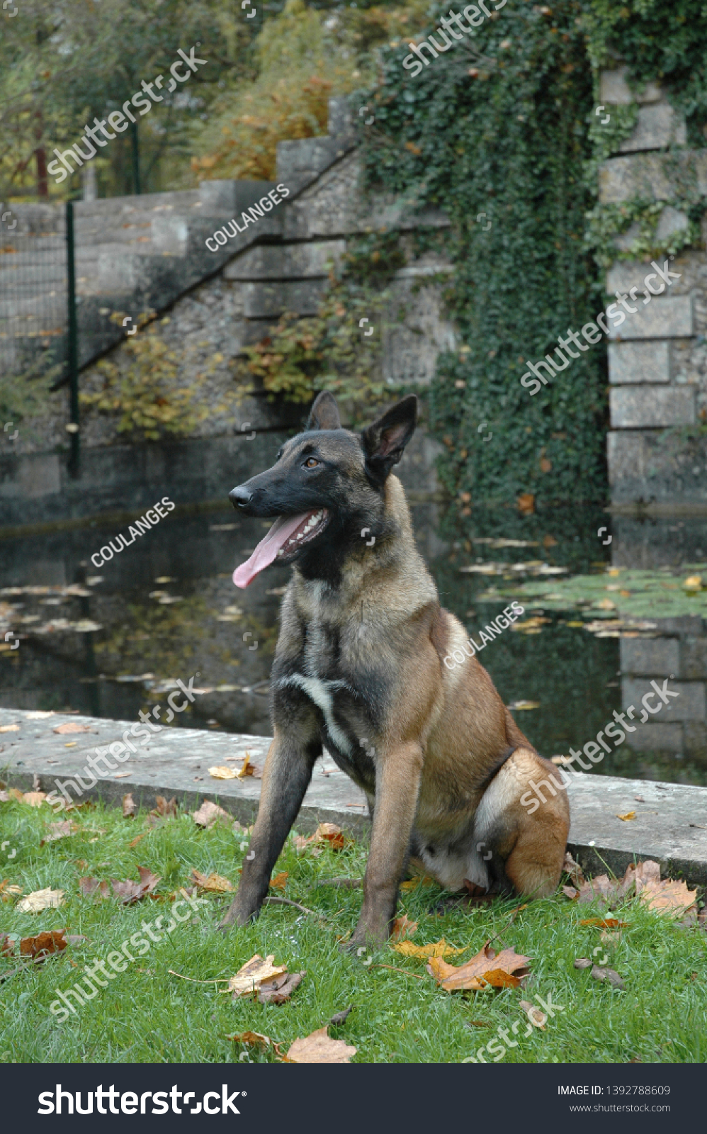 what are belgian malinois used for