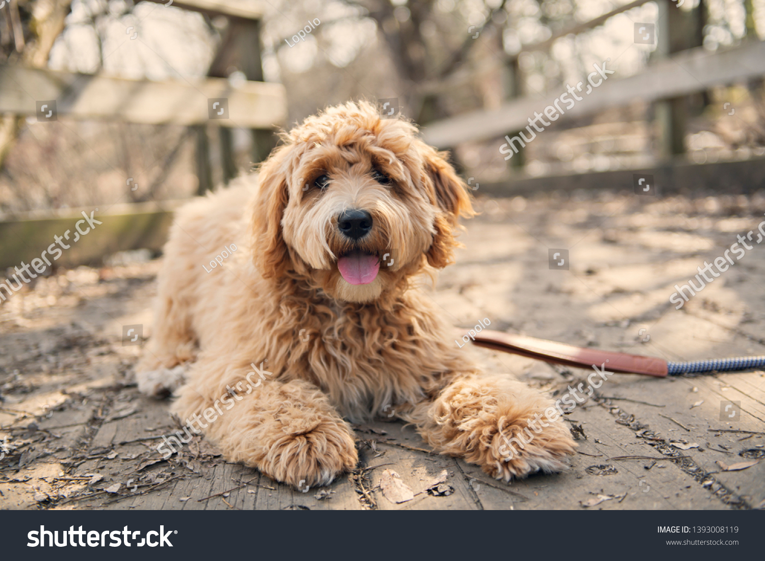 are labradoodles inside or outside dogs