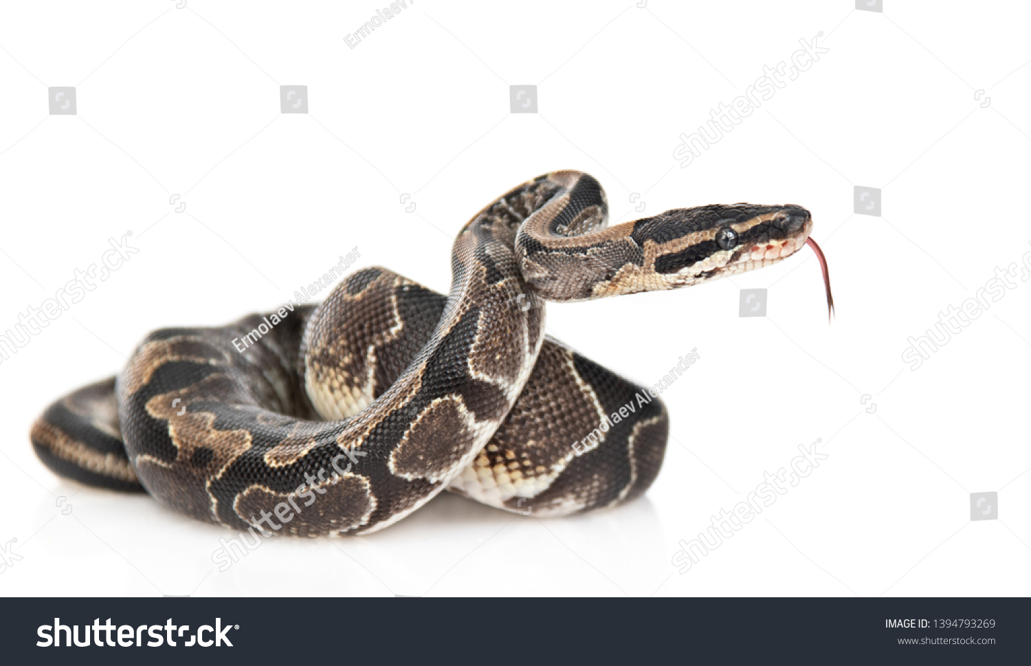 22.709 imagens de Python isolated Imagens, fotos stock e vetores ...