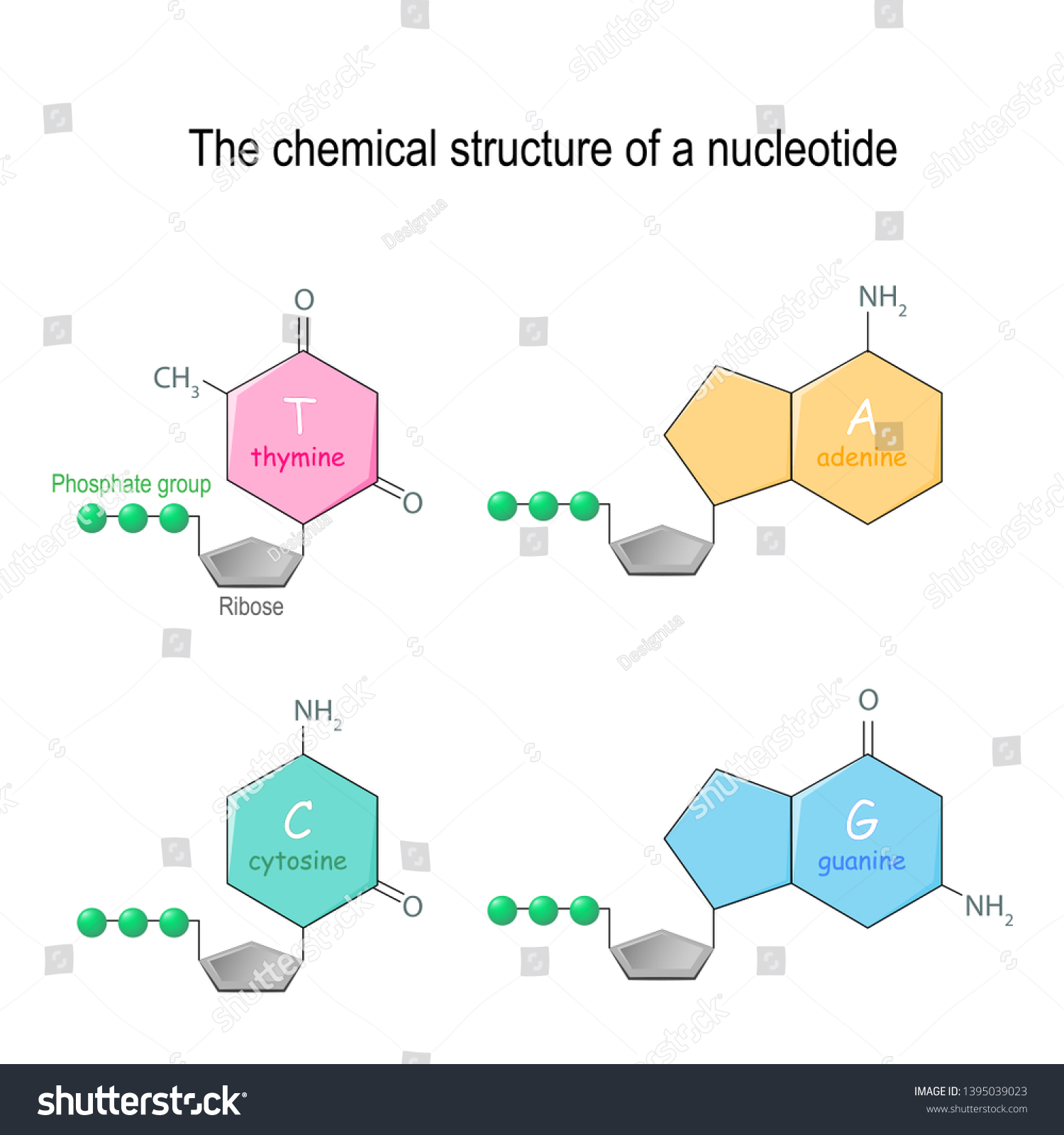 Chemical Structure Nucleotide Four Main Bases Stock Illustration ...