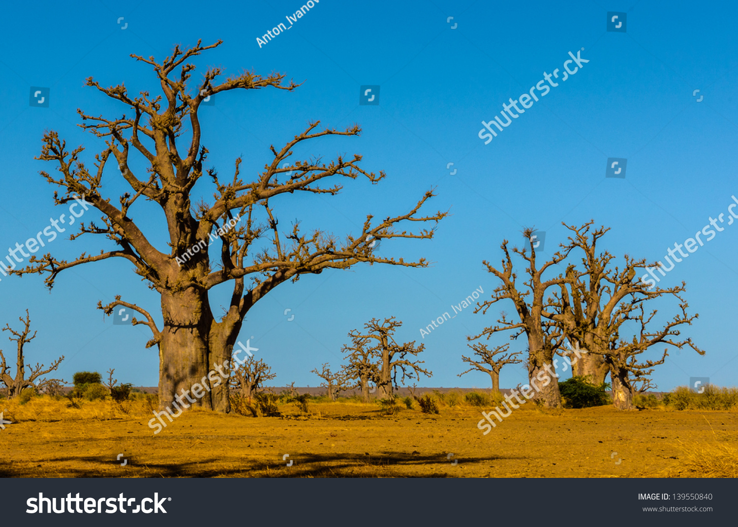 Adansonia Digitata Baobab Most Widespread Adansonia Stock Photo ...