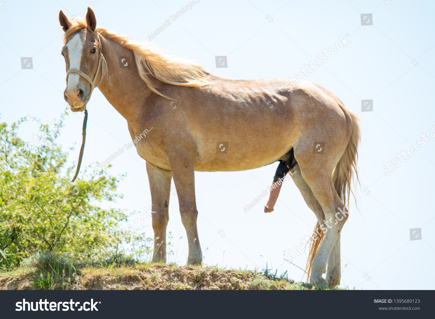 Light Brown Horse On Blue Sky Stock Photo 1395689123 Shutterstock.