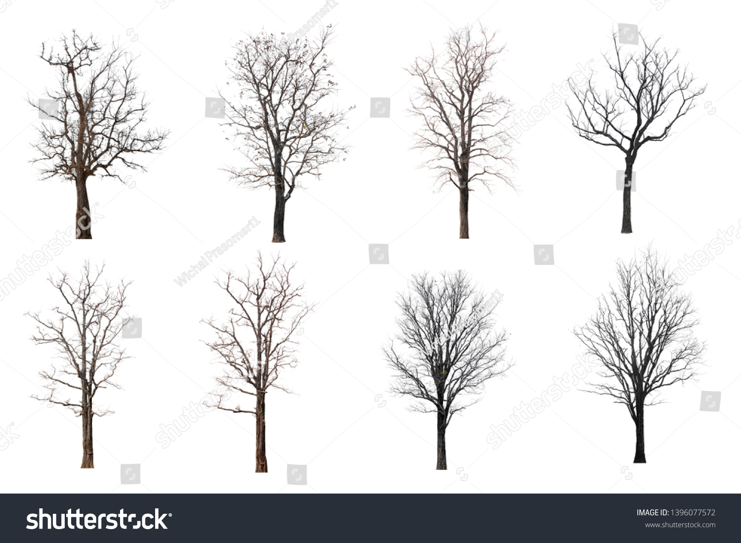 Set Dead Tree Isolated On White Stock Photo 1396077572 | Shutterstock