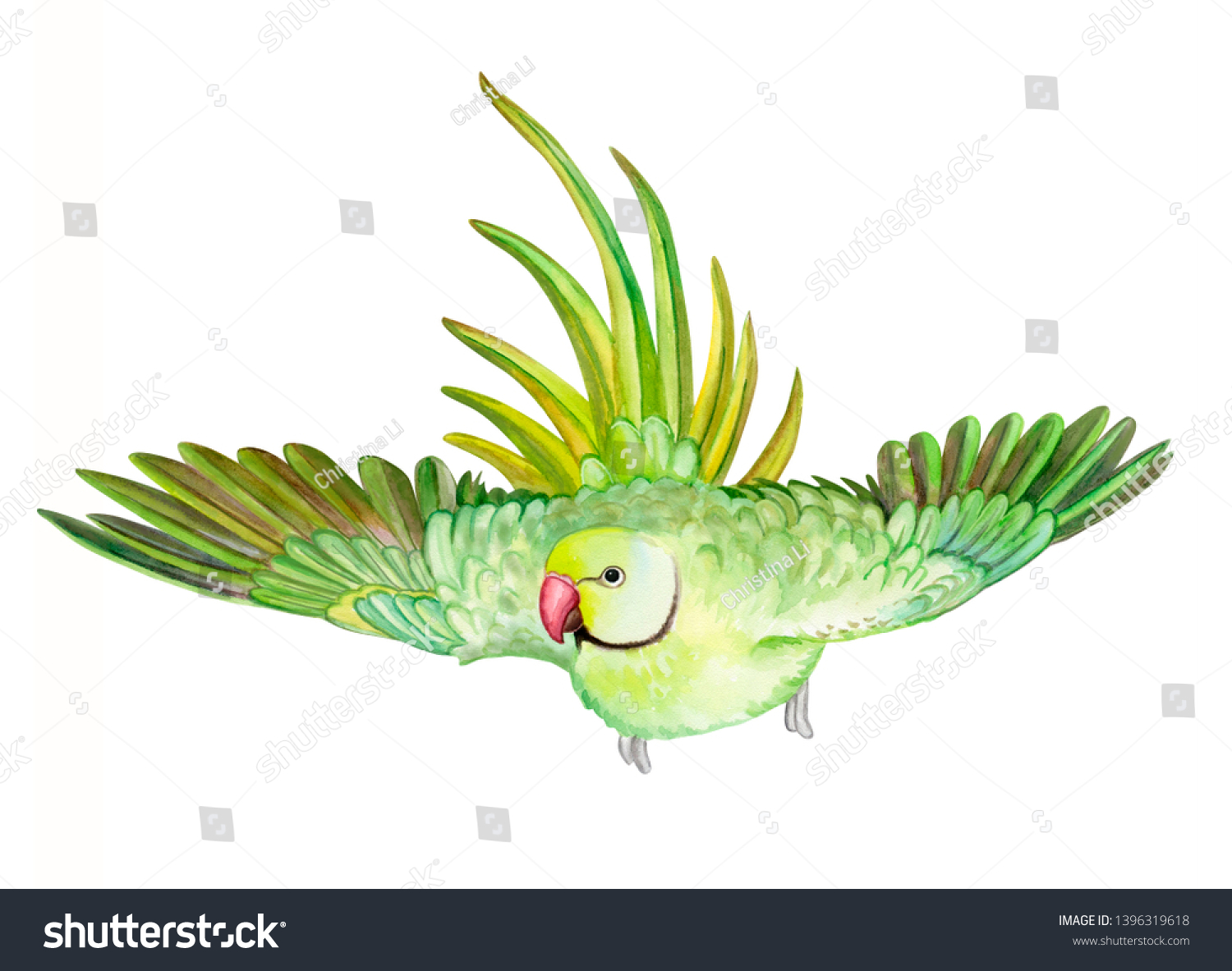 Roseringed Parakeet Ringnecked Parakeet Green Parrot Stock Illustration ...