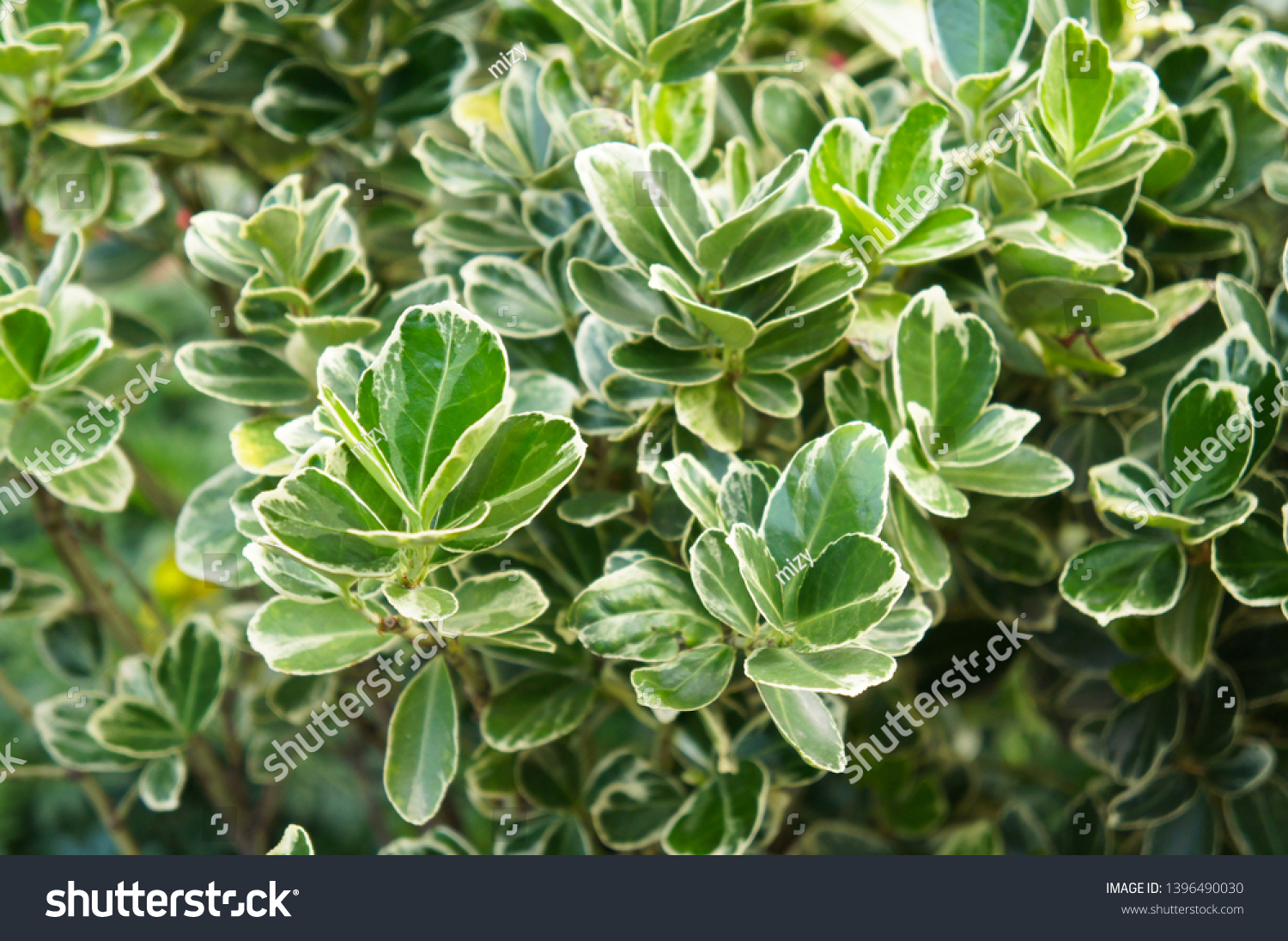 Euonymus Japonicus President Gauthier Evergreen Spindle Stock Photo ...