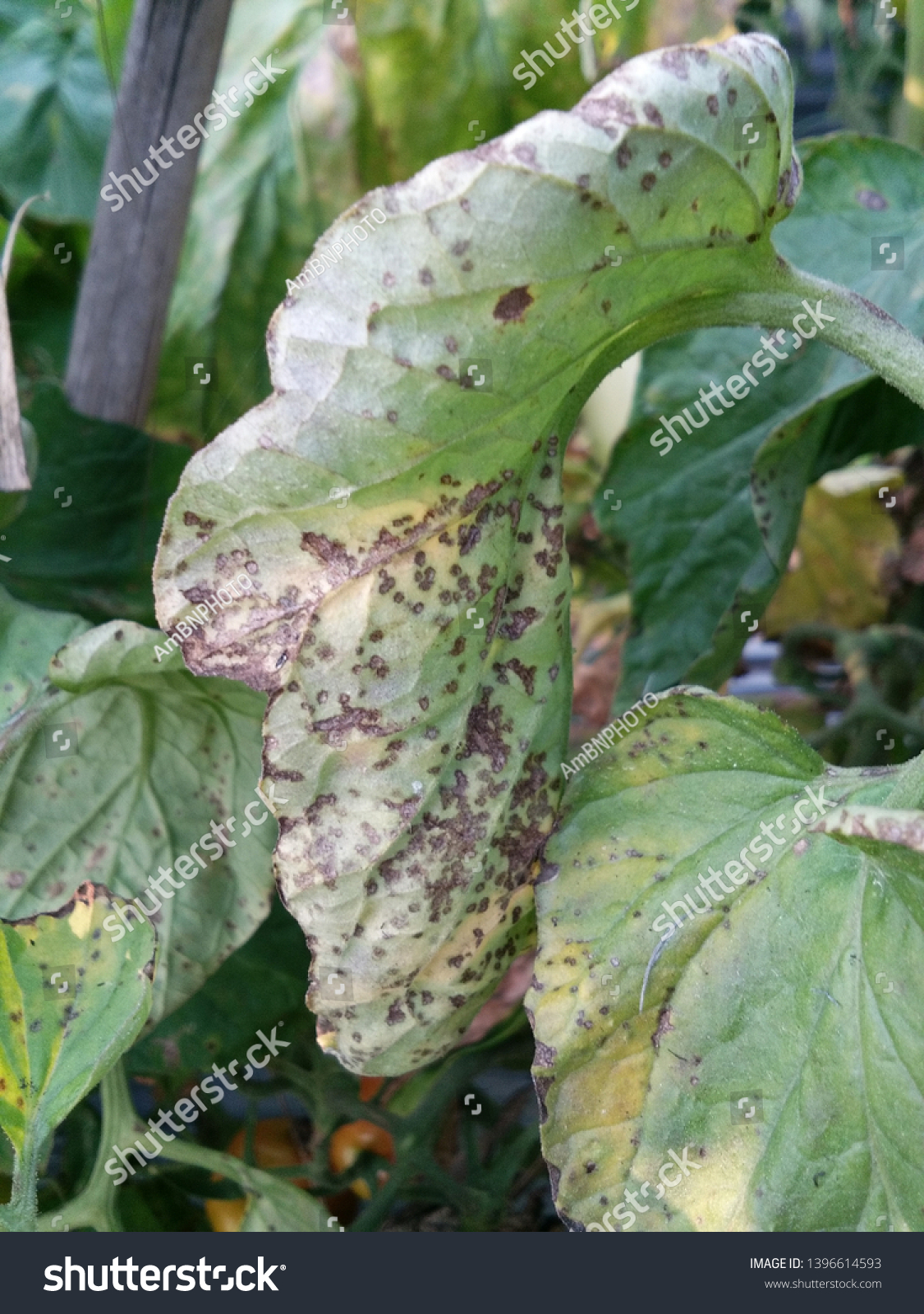 Bacterial Spot Tomato Causal Agent Xanthomonas Stock Photo 1396614593 ...