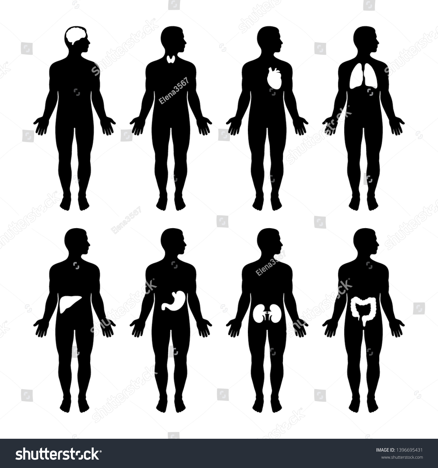 Set Male Silhouetteshuman Body Internal Organs 库存矢量图（免版税）1396695431 ...