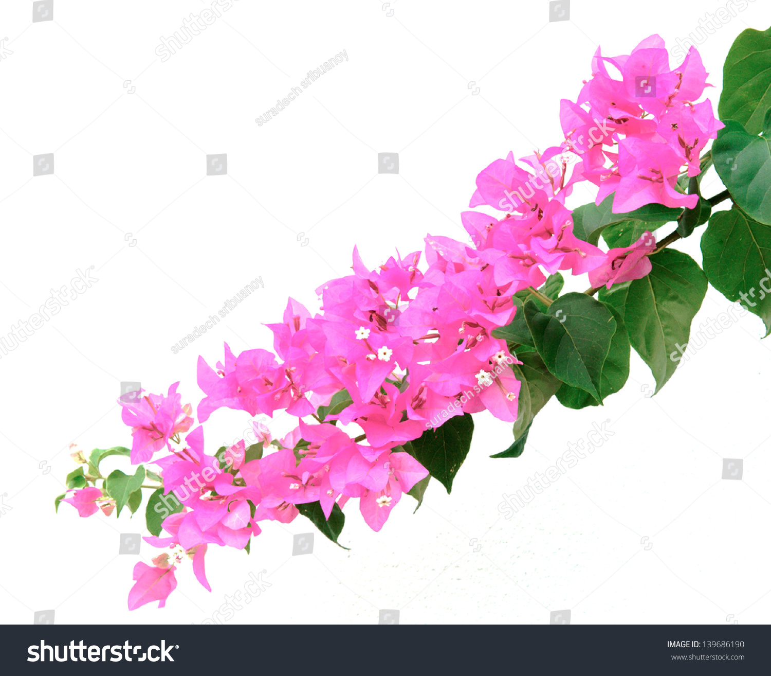 Pink Bougainvillea On White Background Stock Photo 139686190 | Shutterstock