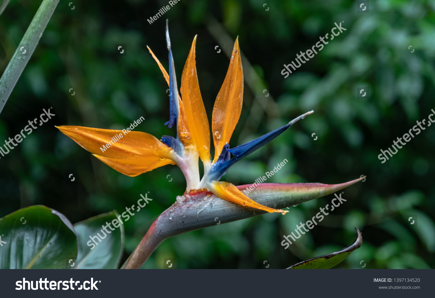 Bird Paradise Strelitzia Their Name Comes Stock Photo 1397134520 ...