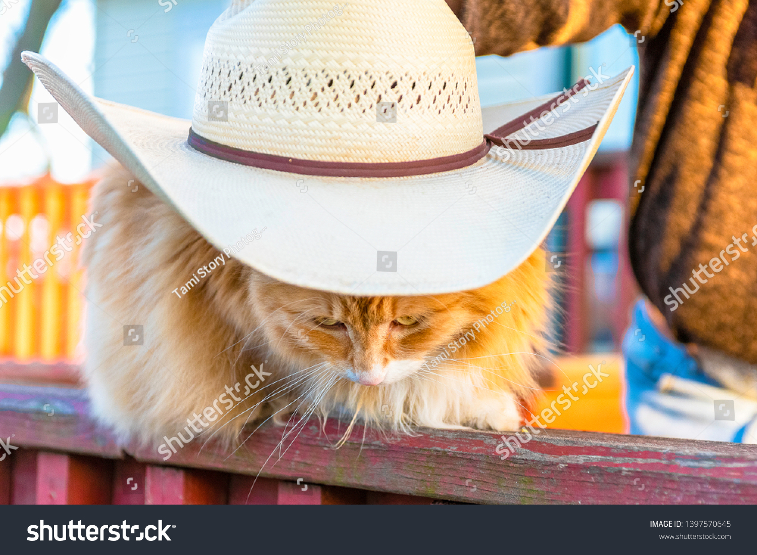 orange cat with hat