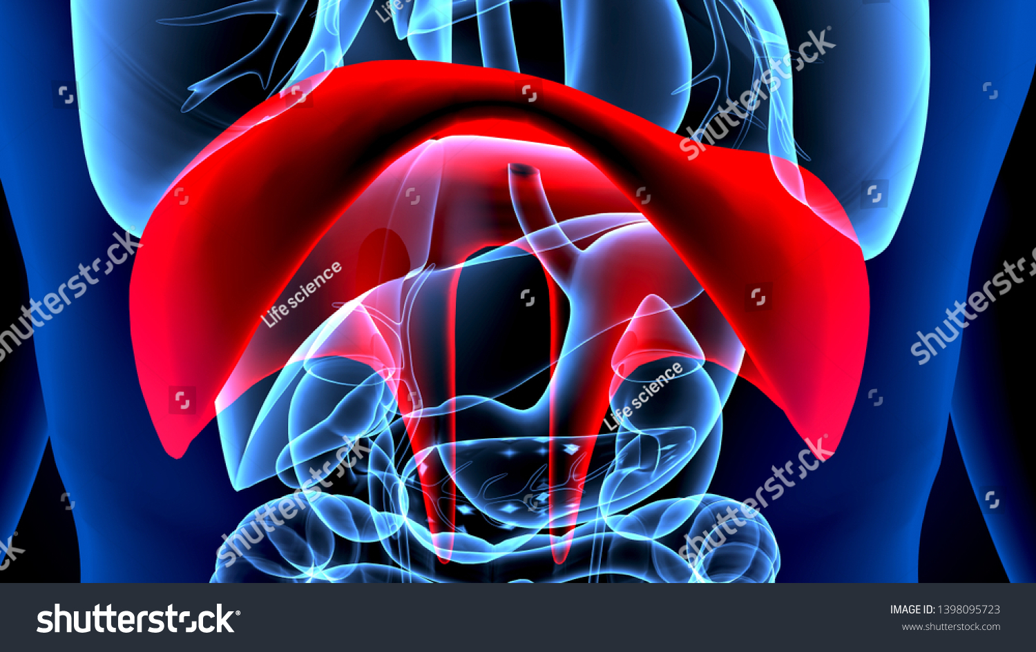 3d Illustration Human Body Organs Diaphragm Stock Illustration ...