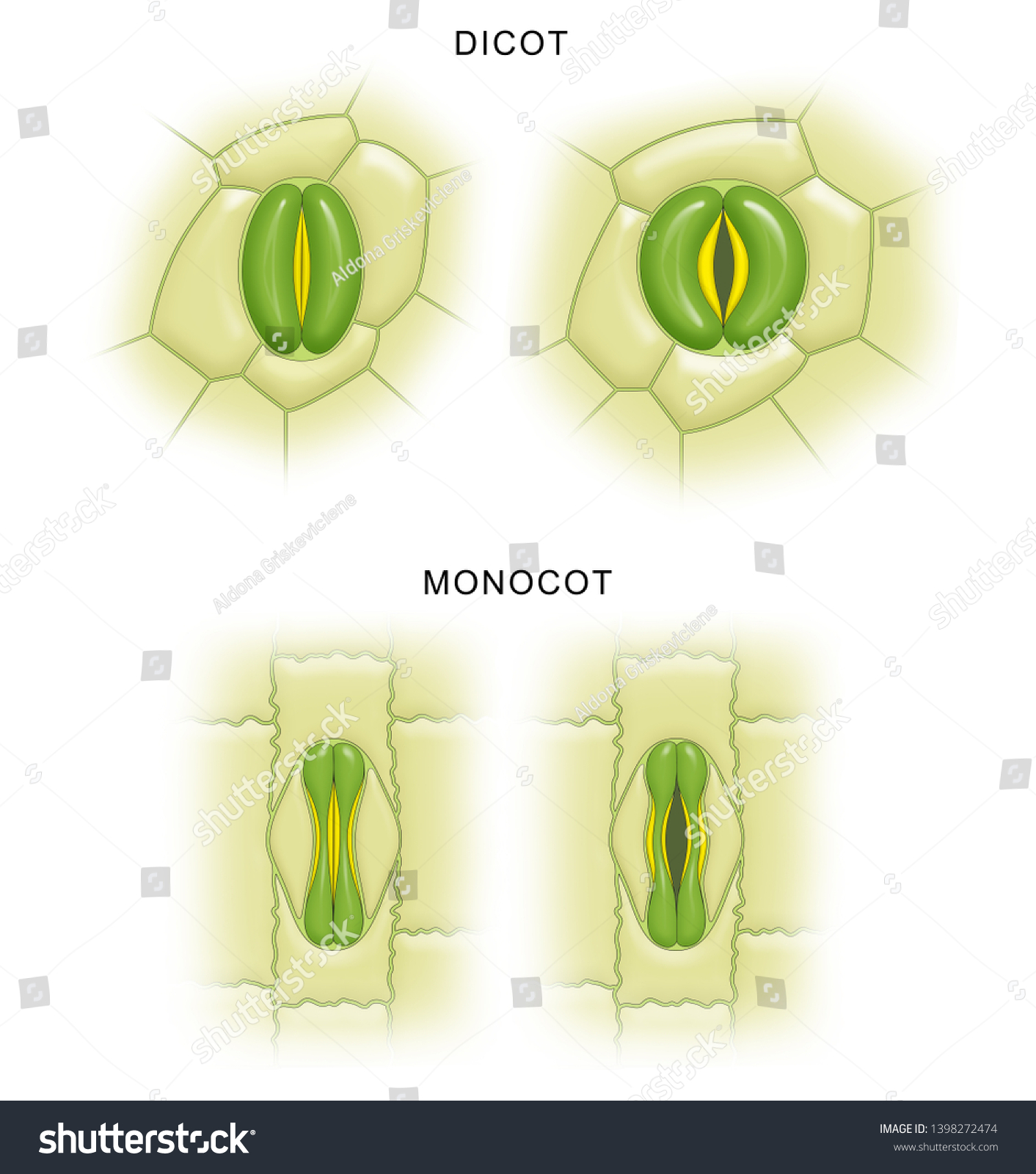 Ilustrasi Stok Difference Between Stomata Monocot Dicot Plants ...