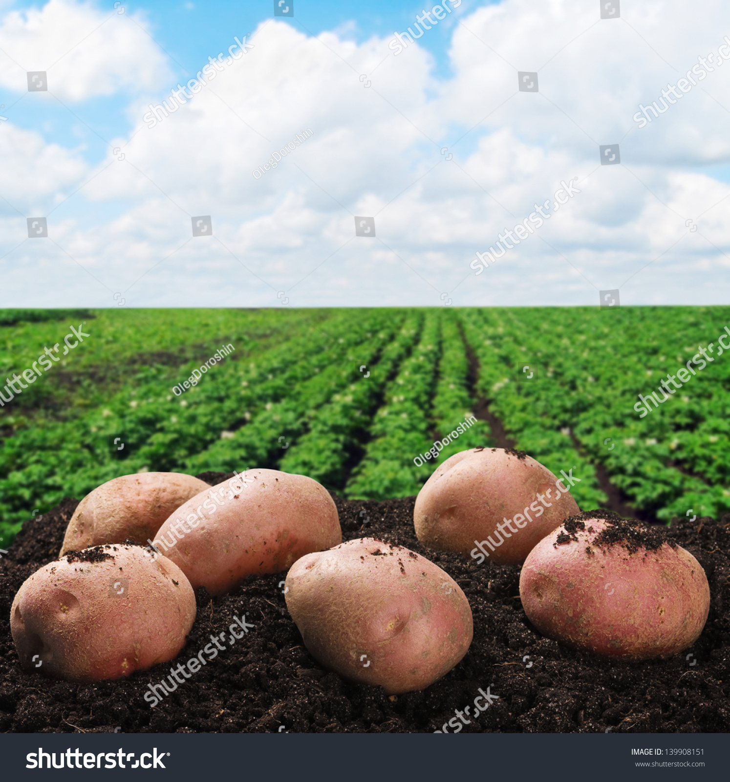 Фон картофельное поле