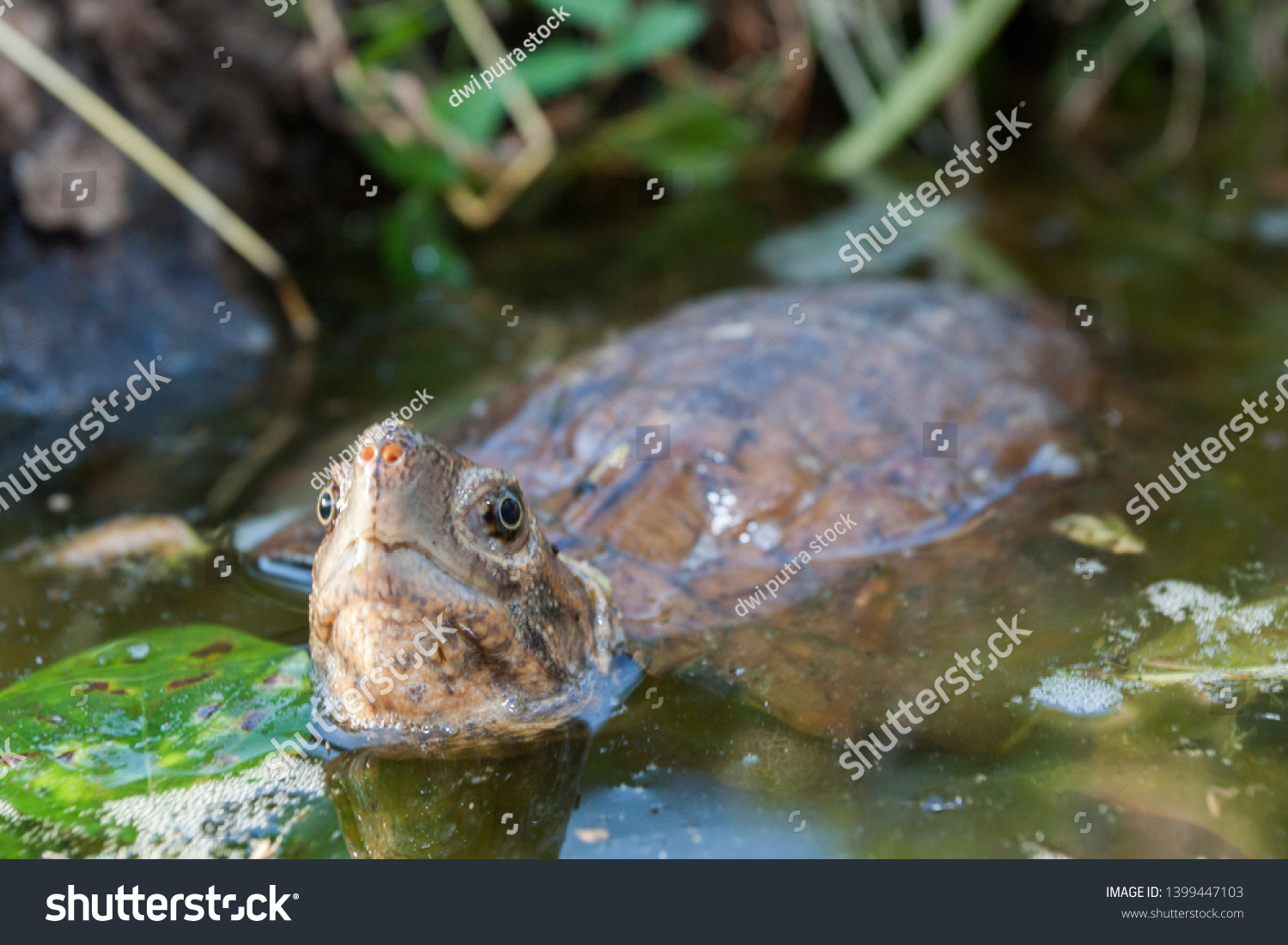 Asian Leaf Turtle Cyclemys Dentata Water Stock Photo 1399447103 