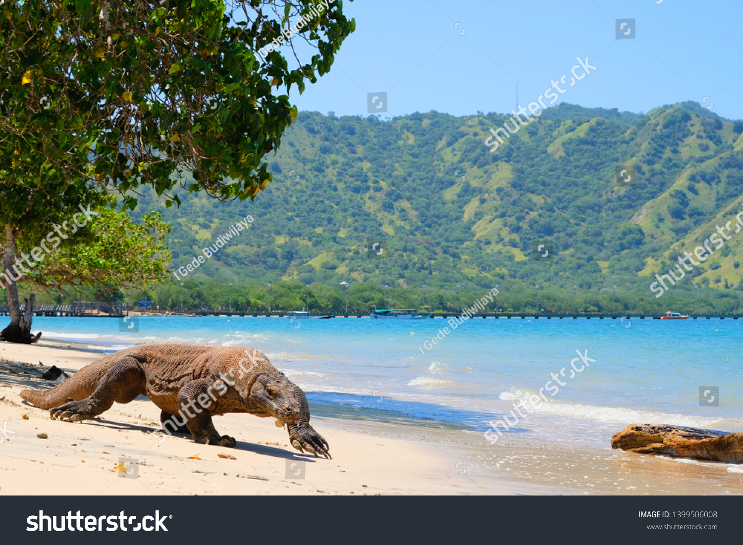 Komodo Dragons Largest Living Lizards World Stock Photo 1399506008 ...