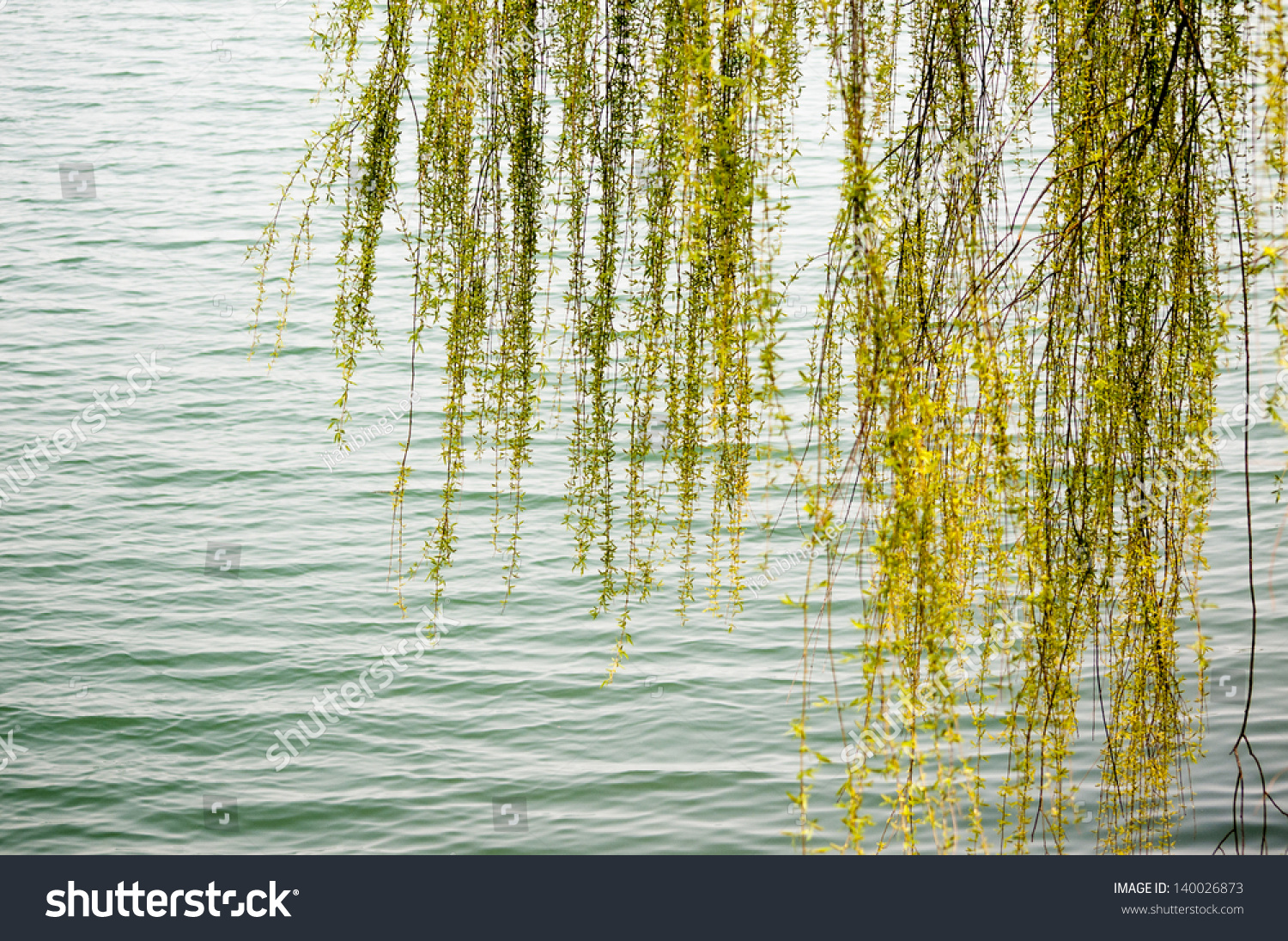 красивое фото ивы над водой