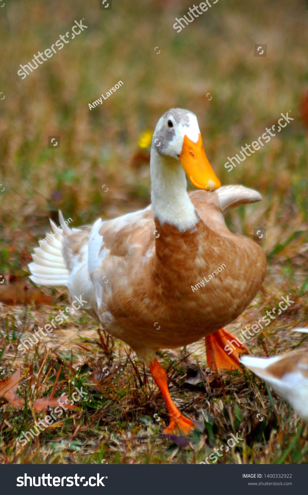 white indian runner ducks